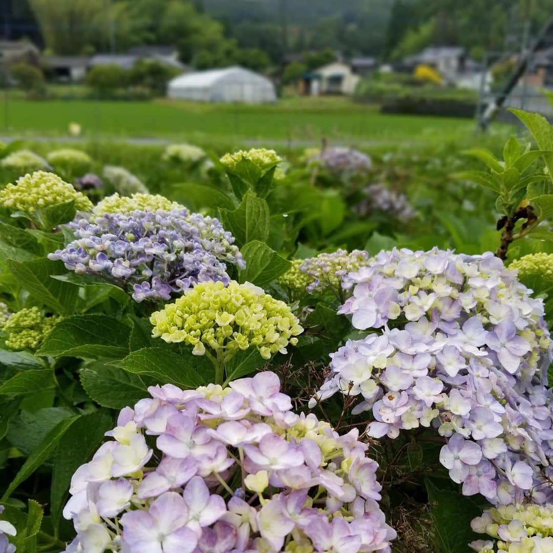 ENGIYA｜縁器屋さんのインスタグラム写真 - (ENGIYA｜縁器屋Instagram)「.﻿ 小石原焼の産地である東峰村の紫陽花も綺麗に咲いております。﻿ ﻿ もう少し梅雨は続きますが、季節の花を楽しみながら乗り切りましょう！﻿明日は全国的に大雨のため、ご注意下さい。 ﻿ 📸:縁器屋 福岡スタッフ﻿ ﻿ #東峰村 #紫陽花 #あじさい #梅雨 #雨」6月29日 21時34分 - engiya_japan