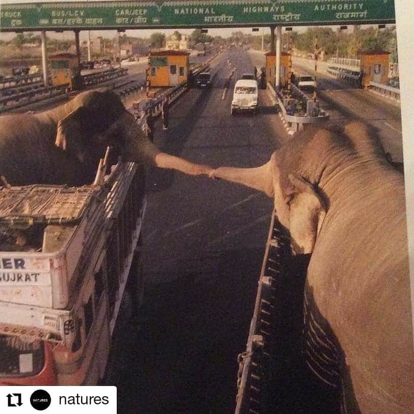 ガソリングラマーさんのインスタグラム写真 - (ガソリングラマーInstagram)「Why are we doing this shit? 🐘🐘🐘🐘🐘🐘🐘🐘🐘🐘 😭😭😭😭😭😭 #Repost @natures • • • • • • This picture was taken somewhere on the Indian highway where two elephants reach out to each other in a brief moment of love and bonding before being separated from each other for a lifetime of serving man. It’s well known that elephants value their family structure, perhaps more so than many other animals so when they get separated like this they feel immense sadness and pain. And despite scientists finding that elephants are capable of complex thought and deep feeling, they are being killed at an unprecedented rate (by some estimates up to 100 elephants are killed per day) or to be sold as slave labor to be used hauling logs in forest operations or in entertaining and giving rides to tourists. Those unable to work are killed for their meat, body parts and ivory as roughly 90% of African elephants have been killed in the past century and the number of Asian elephants has declined by at least 50% in the last three generations alone. We MUST put an end to this beautiful species’ suffering so please share this post with your followers and tag people, especially unaware celebrities, who need to see it in the comments below! By spreading massive awareness about this sad situation, we can turn things around and come up with potential solutions to save the elephants before it’s too late as at the current rate, they are set to become extinct in the next decade or so if nothing is done! Follow @wild.ark for more!👈 ➖ Tag someone that should see this!👇 🎥 Thank you @karmagawa for posting this type of stuff!❤️ ➖ #elephant #india #earth #instagood #earthpix #sunset #wonderful #photography #beauty #art #love #travel #nature #geography #animals #place #natgeo #discover #worldwide #explore #landscape #instagram #colorful #canada #Switzerland #cute #awesome #wildlife #world」6月30日 8時29分 - gasolineglamour