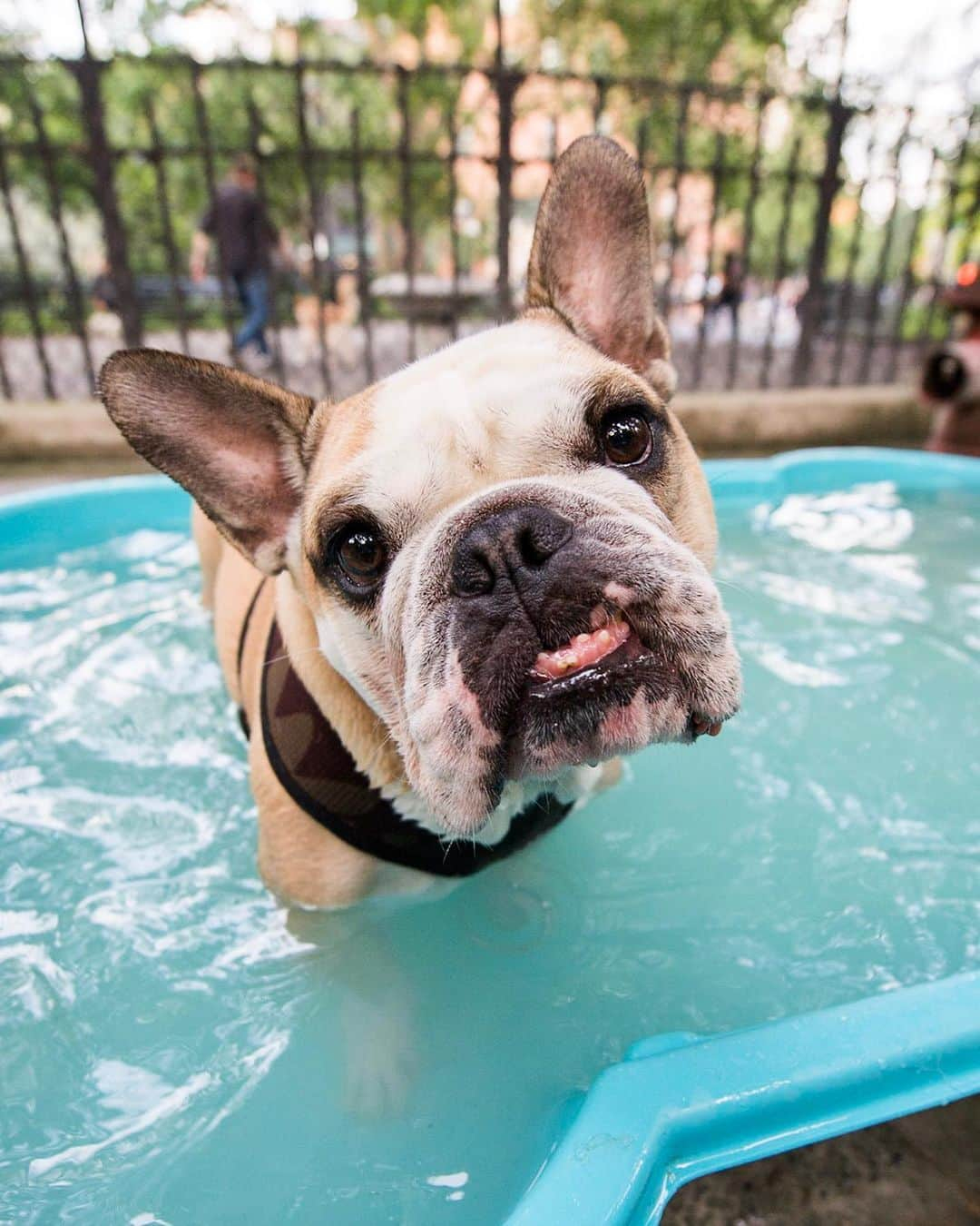 The Dogistさんのインスタグラム写真 - (The DogistInstagram)「Willis, French Bulldog (6 y/o), Tompkins Square Park, New York, NY • “He’s incredibly food motivated. He learned all the pet stores and pulls to them. We have to go straight to the dog park.”」6月30日 7時11分 - thedogist