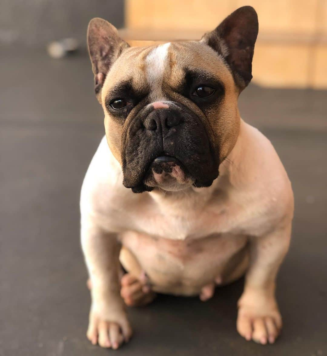 Regeneratti&Oliveira Kennelさんのインスタグラム写真 - (Regeneratti&Oliveira KennelInstagram)「Did you eat my last slice of pizza? #pizza #frenchie #saturday #Anitta」6月30日 7時33分 - jmarcoz