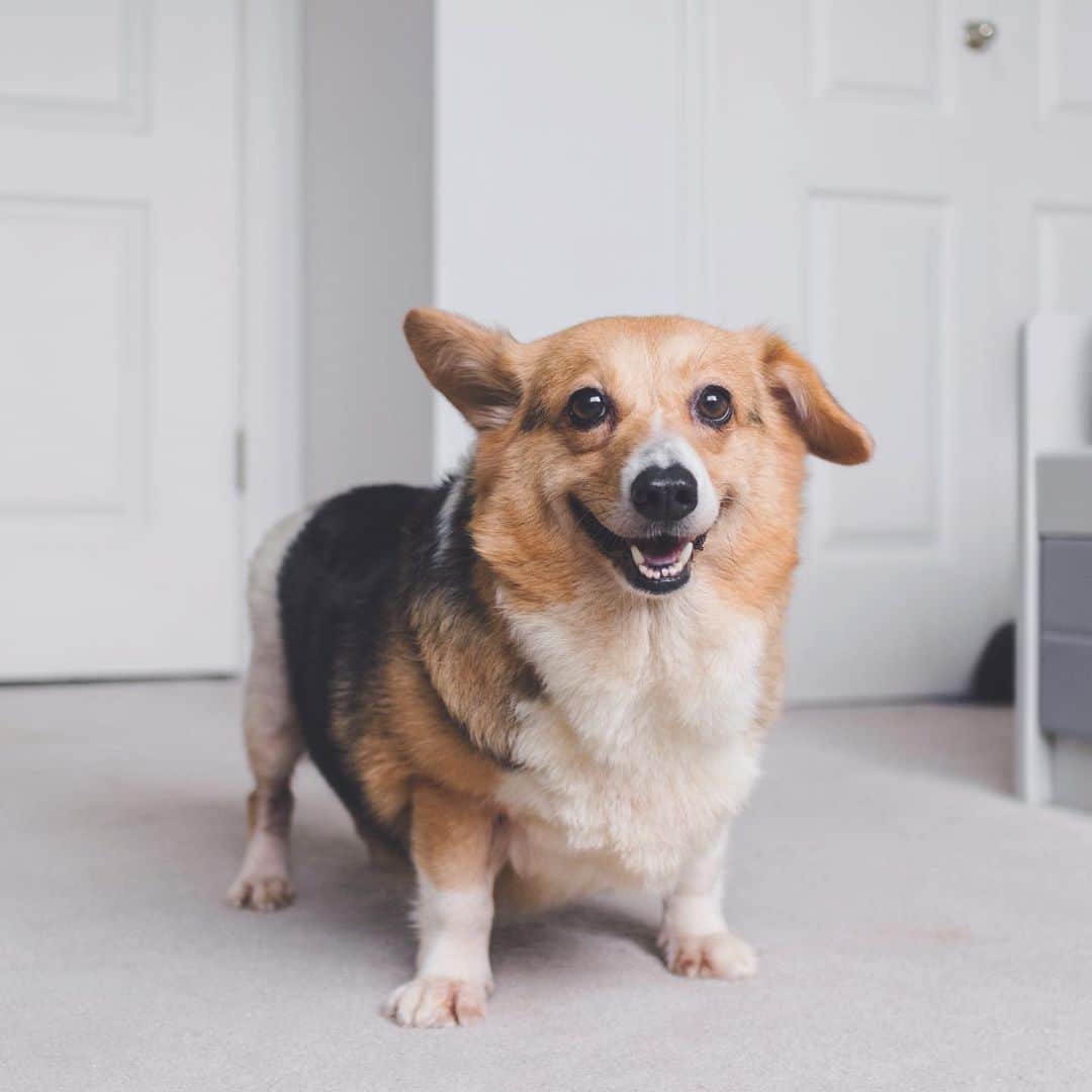 Loki the Corgiさんのインスタグラム写真 - (Loki the CorgiInstagram)「Meet Valentina, Bear and Momo’s new foster sister! She’s a 6-year-old Corgi who was recently rescued from a puppy mill (where she was used as a breeding dog). Despite her past, she is super friendly to every person (and dog) she meets. As she has likely lived in a cage for most of her life, she is very overweight and doesn’t understand how to walk on a leash (she plops down on the grass after a few steps and refuses to get up). While we’re fostering her, our main goal is to help her lose a few pounds and teach her how to stop being so lazy 🐷 (any tips would be appreciated)!」6月30日 7時37分 - lokistagram