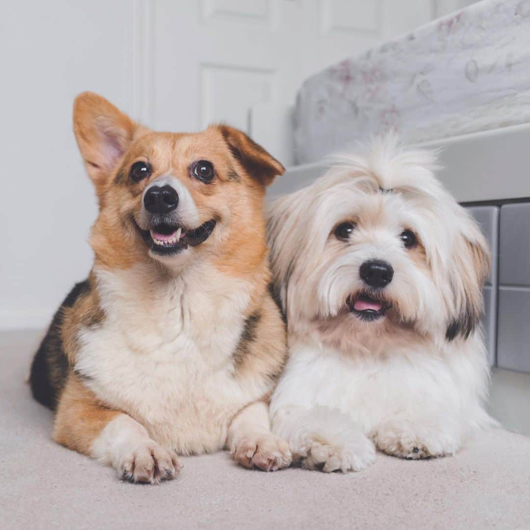 Loki the Corgiさんのインスタグラム写真 - (Loki the CorgiInstagram)「Meet Valentina, Bear and Momo’s new foster sister! She’s a 6-year-old Corgi who was recently rescued from a puppy mill (where she was used as a breeding dog). Despite her past, she is super friendly to every person (and dog) she meets. As she has likely lived in a cage for most of her life, she is very overweight and doesn’t understand how to walk on a leash (she plops down on the grass after a few steps and refuses to get up). While we’re fostering her, our main goal is to help her lose a few pounds and teach her how to stop being so lazy 🐷 (any tips would be appreciated)!」6月30日 7時37分 - lokistagram