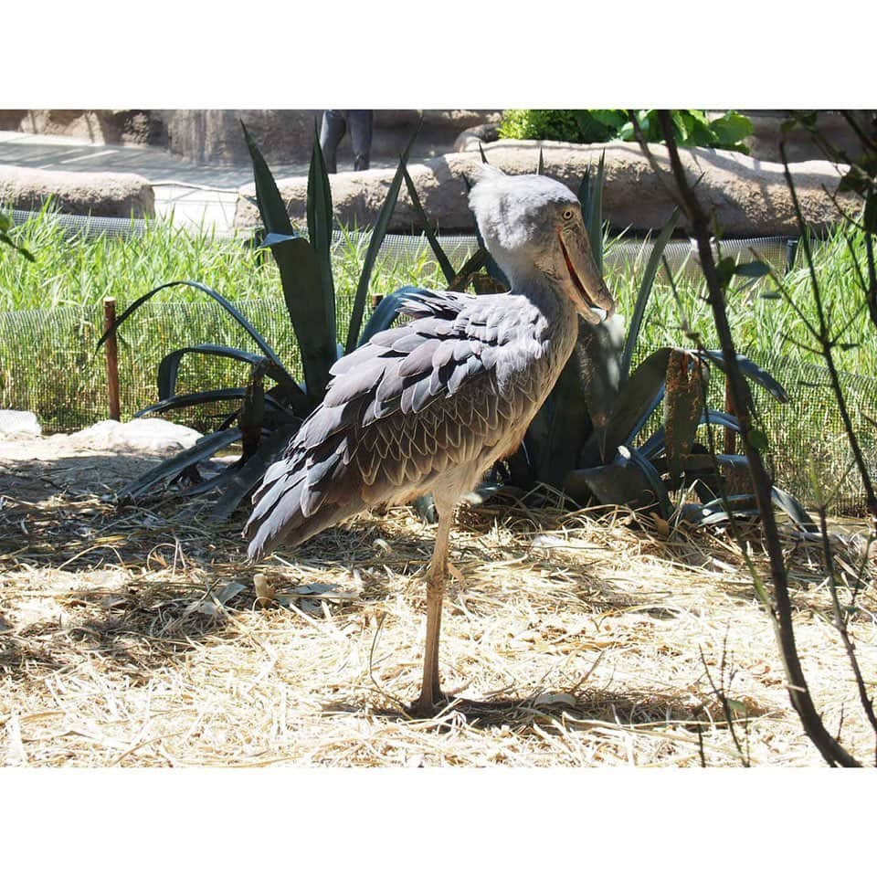 松浦雅さんのインスタグラム写真 - (松浦雅Instagram)「動物園の投稿はもうこの辺で最後にしますね？！笑 なんぼ程引きずるねん！って感じでしょ😂 ・ 見ての通り、とにかく動物との距離が近いどうぶつ王国。 一番びっくりしたのは、2・3枚目の鳥、ハシビロコウとの距離のちかさ！ 背の高い柵は、なし！ ハシビロコウって、意外と喧嘩っ早くて 単独行動なので、もうすこし隔離されてるかと思ったのですが 1メートルくらいの距離で見られました。ひぇ〜！ 私、実はハシビロコウがデザインされたスマホケースを使用してる程 この子が大好きなので、とっっても嬉しかった〜！！ ・ あとは、7枚目のコモンマーモセット、 背中に赤ちゃんがいるのわかります？ この写真では分かりづらいですが、 お母さんの背中に、赤ちゃんがなんと2匹も乗ってるんですよ。 お母さんが動き回るのに、 ずっと必死でしがみついてて 本当可愛くて、癒されました…☺️ ・ 神戸どうぶつ王国は、ほとんど屋内型で、 地面もフラットなので ベビーカーや車椅子の方もとても過ごしやすそうでした！ お花や植物も綺麗で、本当にいい動物園。 皆さんも是非！！ #神戸どうぶつ王国 #マーラ #ハシビロコウ #サーバルキャット #5枚目の鳥の名前がわからん #アライグマ #コモンマーモセット #ヒムネオオハシ」6月29日 23時30分 - m.miyabi614