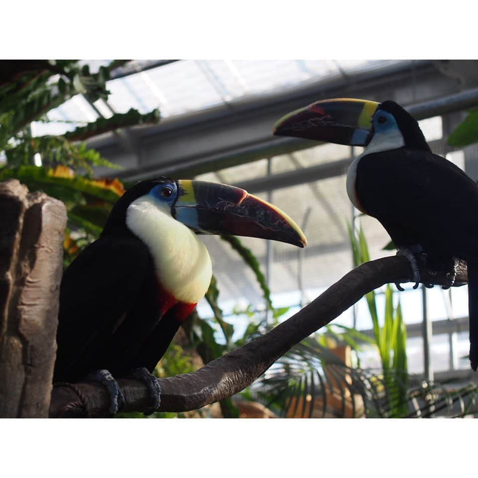 松浦雅さんのインスタグラム写真 - (松浦雅Instagram)「動物園の投稿はもうこの辺で最後にしますね？！笑 なんぼ程引きずるねん！って感じでしょ😂 ・ 見ての通り、とにかく動物との距離が近いどうぶつ王国。 一番びっくりしたのは、2・3枚目の鳥、ハシビロコウとの距離のちかさ！ 背の高い柵は、なし！ ハシビロコウって、意外と喧嘩っ早くて 単独行動なので、もうすこし隔離されてるかと思ったのですが 1メートルくらいの距離で見られました。ひぇ〜！ 私、実はハシビロコウがデザインされたスマホケースを使用してる程 この子が大好きなので、とっっても嬉しかった〜！！ ・ あとは、7枚目のコモンマーモセット、 背中に赤ちゃんがいるのわかります？ この写真では分かりづらいですが、 お母さんの背中に、赤ちゃんがなんと2匹も乗ってるんですよ。 お母さんが動き回るのに、 ずっと必死でしがみついてて 本当可愛くて、癒されました…☺️ ・ 神戸どうぶつ王国は、ほとんど屋内型で、 地面もフラットなので ベビーカーや車椅子の方もとても過ごしやすそうでした！ お花や植物も綺麗で、本当にいい動物園。 皆さんも是非！！ #神戸どうぶつ王国 #マーラ #ハシビロコウ #サーバルキャット #5枚目の鳥の名前がわからん #アライグマ #コモンマーモセット #ヒムネオオハシ」6月29日 23時30分 - m.miyabi614