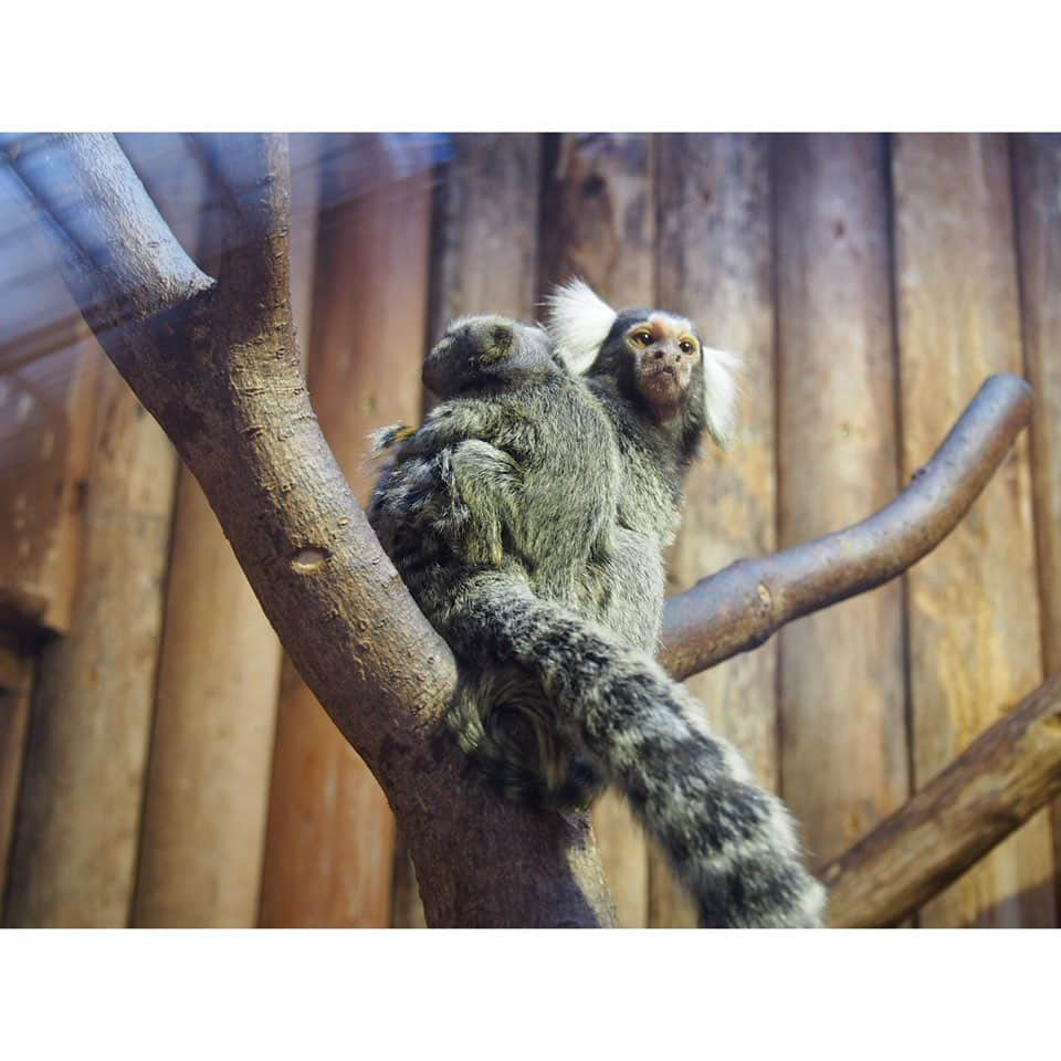 松浦雅さんのインスタグラム写真 - (松浦雅Instagram)「動物園の投稿はもうこの辺で最後にしますね？！笑 なんぼ程引きずるねん！って感じでしょ😂 ・ 見ての通り、とにかく動物との距離が近いどうぶつ王国。 一番びっくりしたのは、2・3枚目の鳥、ハシビロコウとの距離のちかさ！ 背の高い柵は、なし！ ハシビロコウって、意外と喧嘩っ早くて 単独行動なので、もうすこし隔離されてるかと思ったのですが 1メートルくらいの距離で見られました。ひぇ〜！ 私、実はハシビロコウがデザインされたスマホケースを使用してる程 この子が大好きなので、とっっても嬉しかった〜！！ ・ あとは、7枚目のコモンマーモセット、 背中に赤ちゃんがいるのわかります？ この写真では分かりづらいですが、 お母さんの背中に、赤ちゃんがなんと2匹も乗ってるんですよ。 お母さんが動き回るのに、 ずっと必死でしがみついてて 本当可愛くて、癒されました…☺️ ・ 神戸どうぶつ王国は、ほとんど屋内型で、 地面もフラットなので ベビーカーや車椅子の方もとても過ごしやすそうでした！ お花や植物も綺麗で、本当にいい動物園。 皆さんも是非！！ #神戸どうぶつ王国 #マーラ #ハシビロコウ #サーバルキャット #5枚目の鳥の名前がわからん #アライグマ #コモンマーモセット #ヒムネオオハシ」6月29日 23時30分 - m.miyabi614