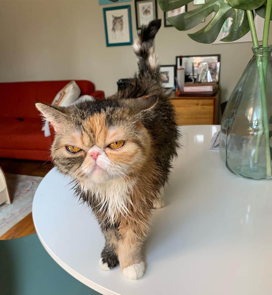Tinaのインスタグラム：「The look of defeat when spa day suddenly happens on #Caturday  p.s. The bath got pretty scary! 😂 I’m currently trying to win her back with treats.  p.p.s. George got a bath too but he doesn’t cry bloody murder. 😽」