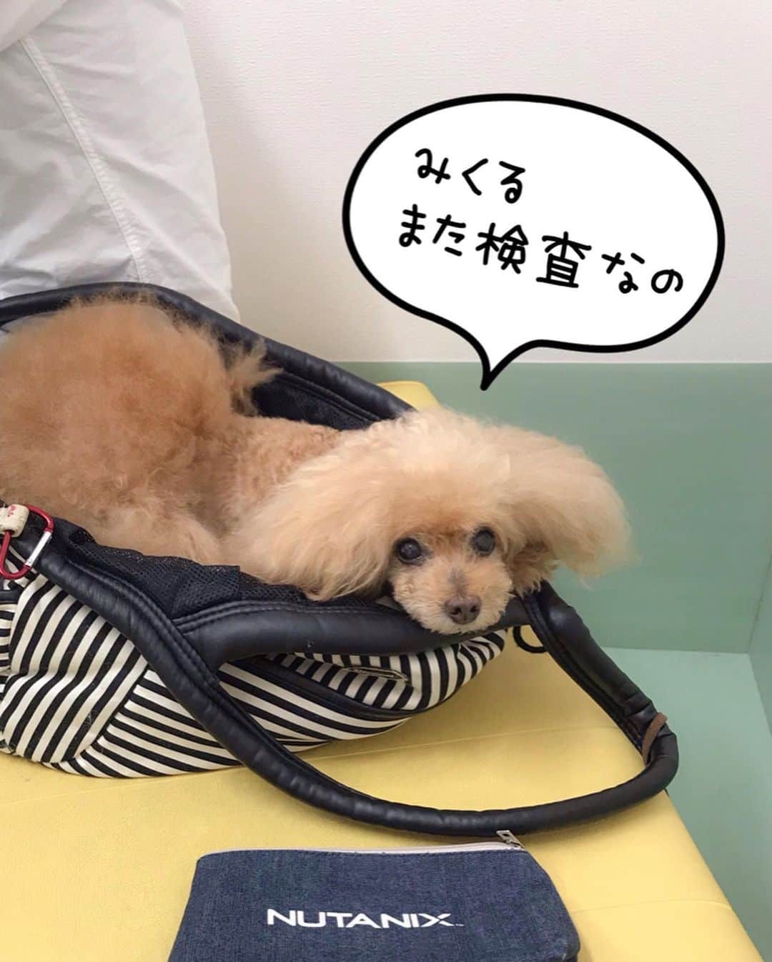 Toypoodle Mikuru?Asakusa Tokyoのインスタグラム