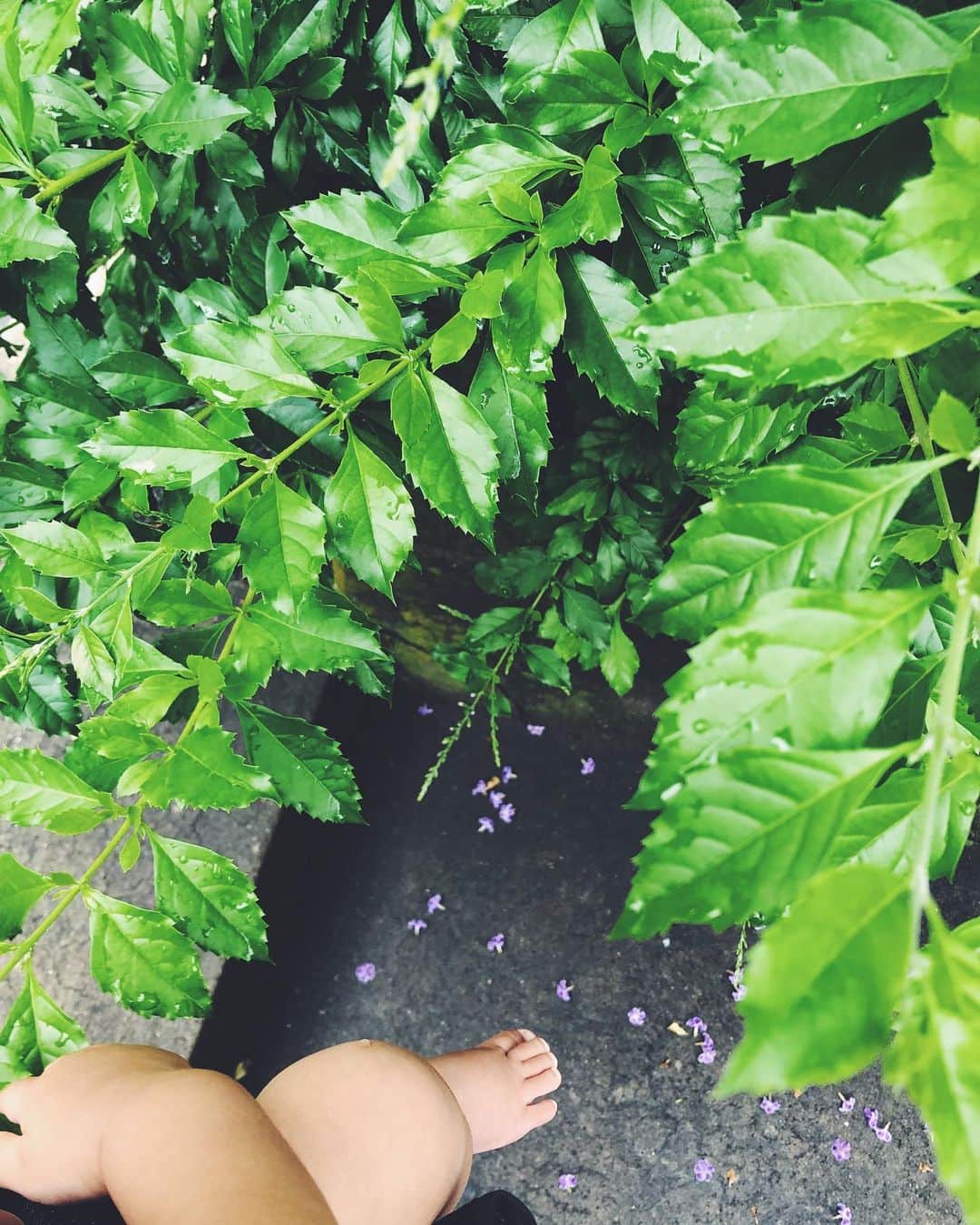 尾形沙耶香さんのインスタグラム写真 - (尾形沙耶香Instagram)「#rainyday☔  お花と葉っぱが好きみたい👶🏻 #ジョージと私」6月29日 23時51分 - sayakaogata