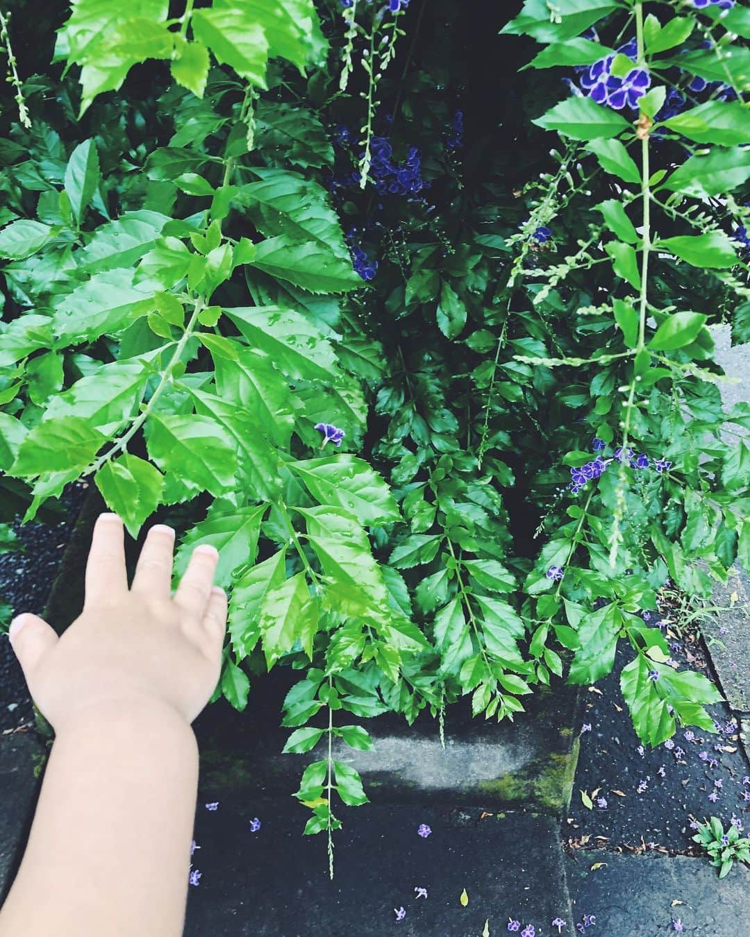 尾形沙耶香さんのインスタグラム写真 - (尾形沙耶香Instagram)「#rainyday☔  お花と葉っぱが好きみたい👶🏻 #ジョージと私」6月29日 23時51分 - sayakaogata