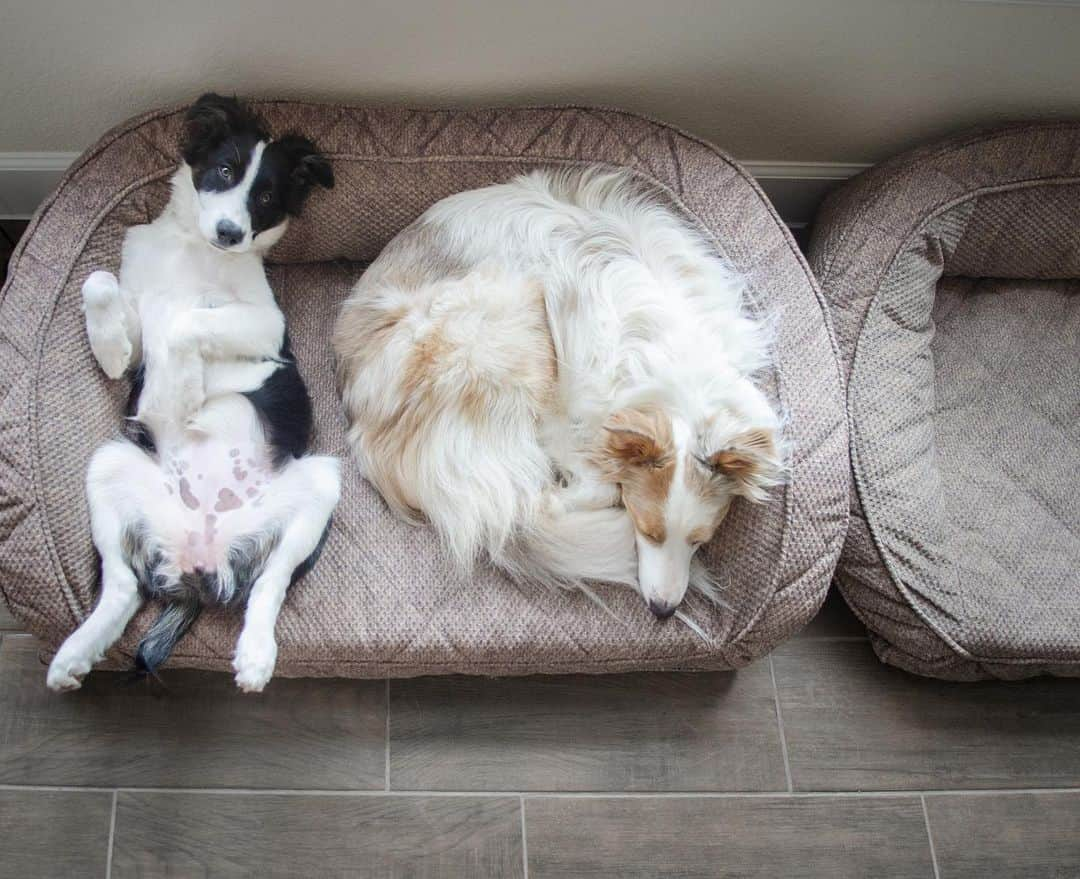 Jazzy Cooper Fostersさんのインスタグラム写真 - (Jazzy Cooper FostersInstagram)「I added another bed so BB can have her personal space. Phoebe doesn’t think it was necessary. 😆 Though, BB doesn’t seem to mind her anymore. ☺️ Swipe to see Phoebe’s heart shaped freckles on her puppy belly. ❤️ If you missed my last video, check it out. You’ll see how uncomfortable BB used to be. 🙂  #BBPBshow」6月30日 0時19分 - bordernerd