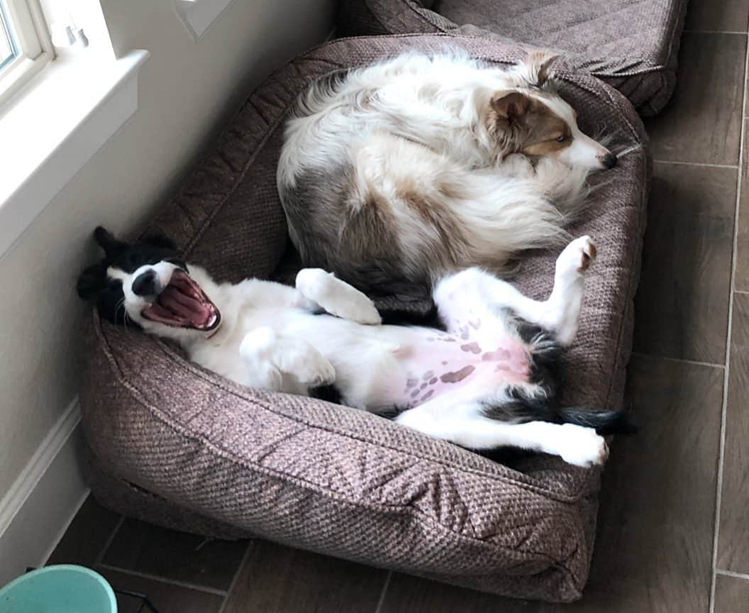 Jazzy Cooper Fostersさんのインスタグラム写真 - (Jazzy Cooper FostersInstagram)「I added another bed so BB can have her personal space. Phoebe doesn’t think it was necessary. 😆 Though, BB doesn’t seem to mind her anymore. ☺️ Swipe to see Phoebe’s heart shaped freckles on her puppy belly. ❤️ If you missed my last video, check it out. You’ll see how uncomfortable BB used to be. 🙂  #BBPBshow」6月30日 0時19分 - bordernerd