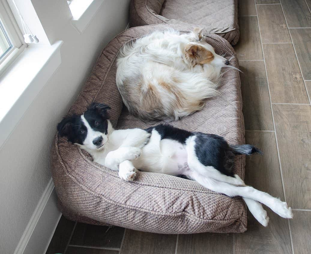 Jazzy Cooper Fostersさんのインスタグラム写真 - (Jazzy Cooper FostersInstagram)「I added another bed so BB can have her personal space. Phoebe doesn’t think it was necessary. 😆 Though, BB doesn’t seem to mind her anymore. ☺️ Swipe to see Phoebe’s heart shaped freckles on her puppy belly. ❤️ If you missed my last video, check it out. You’ll see how uncomfortable BB used to be. 🙂  #BBPBshow」6月30日 0時19分 - bordernerd