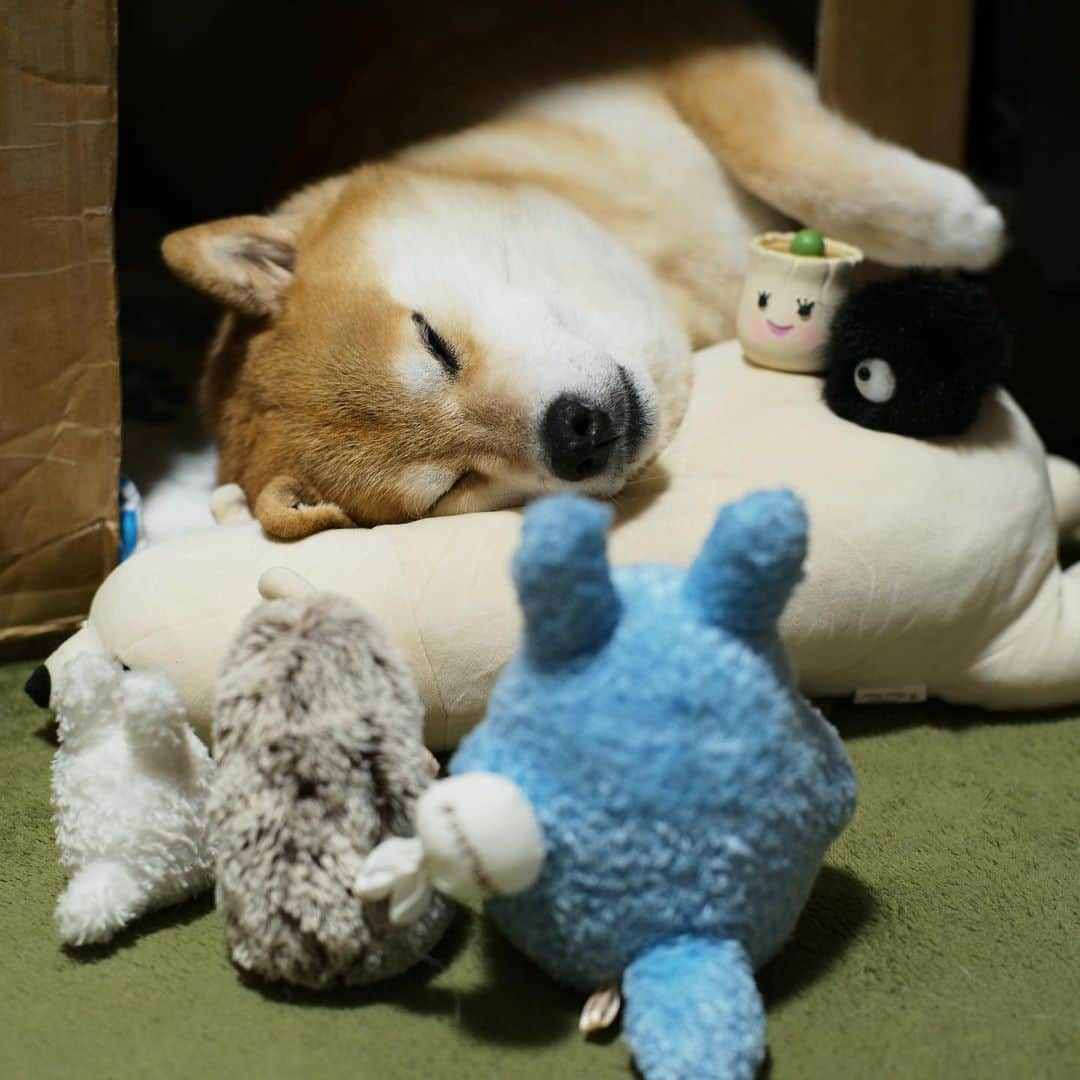 まる（まるたろう）さんのインスタグラム写真 - (まる（まるたろう）Instagram)「Good night!!✨🐶💤✨みんな遅くまでありがとうね〜 #おかげさまで #安眠できます #はみ出し気味 #まるちゃん見守り隊」6月30日 0時32分 - marutaro