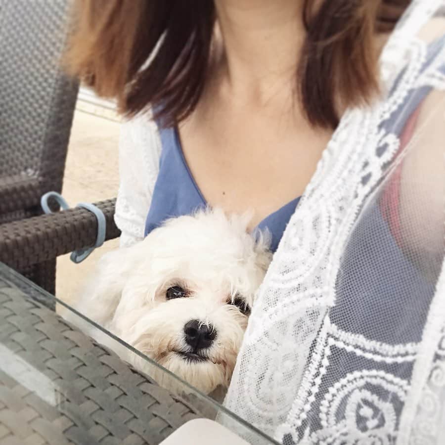 清川芽生さんのインスタグラム写真 - (清川芽生Instagram)「湘南のtsiteへ犬とデート🐶❤️﻿ ﻿ ﻿ 4ヶ月過ぎてやっと歯が生え変わってきたり🦷﻿ 毛が伸びてきたり✂️﻿ そろそろトリミングデビューかな?﻿ ﻿ ﻿ 緑に囲まれることや、気のいい場所に行くことが気分もリフレッシュしていい美容法ですね🌈☺️🌱﻿ ﻿ ﻿ 湘南のTサイトテラスはおしゃれだし、わんちゃんもOKだし、室内もバックの中に入ってたらOKなのでおすすめです🙆‍♀️💕﻿ ﻿ ﻿ 最近はインスタの編集もふりちゃんに手伝って貰ってます💻﻿ たまに煮詰まることもしばしば…笑﻿ ﻿ ﻿ 皆さんのいいね、フォローの応援が私のご飯代になってますので今後とも宜しくお願いします🐶🍖❤️﻿ by ふり 編集長﻿ ﻿ ﻿ @shonan_t_site﻿ #湘南tsite #shonantsite #湘南tサイト #湘南t_site #湘南カフェ #湘南カフェ巡り #ビションフリーゼ #ビション #bichon #bichonfrise #bichonstagram #白くま #ふわもこ部 #犬カフェ #犬とカフェ #犬スタグラム #ドックスタグラム﻿」6月30日 1時00分 - mei0508_