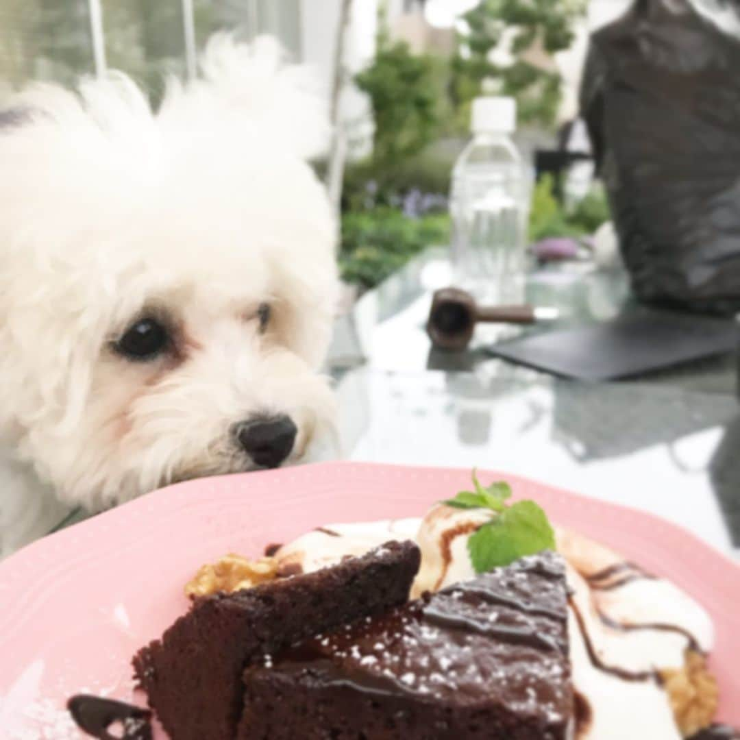 清川芽生さんのインスタグラム写真 - (清川芽生Instagram)「湘南のtsiteへ犬とデート🐶❤️﻿ ﻿ ﻿ 4ヶ月過ぎてやっと歯が生え変わってきたり🦷﻿ 毛が伸びてきたり✂️﻿ そろそろトリミングデビューかな?﻿ ﻿ ﻿ 緑に囲まれることや、気のいい場所に行くことが気分もリフレッシュしていい美容法ですね🌈☺️🌱﻿ ﻿ ﻿ 湘南のTサイトテラスはおしゃれだし、わんちゃんもOKだし、室内もバックの中に入ってたらOKなのでおすすめです🙆‍♀️💕﻿ ﻿ ﻿ 最近はインスタの編集もふりちゃんに手伝って貰ってます💻﻿ たまに煮詰まることもしばしば…笑﻿ ﻿ ﻿ 皆さんのいいね、フォローの応援が私のご飯代になってますので今後とも宜しくお願いします🐶🍖❤️﻿ by ふり 編集長﻿ ﻿ ﻿ @shonan_t_site﻿ #湘南tsite #shonantsite #湘南tサイト #湘南t_site #湘南カフェ #湘南カフェ巡り #ビションフリーゼ #ビション #bichon #bichonfrise #bichonstagram #白くま #ふわもこ部 #犬カフェ #犬とカフェ #犬スタグラム #ドックスタグラム﻿」6月30日 1時00分 - mei0508_