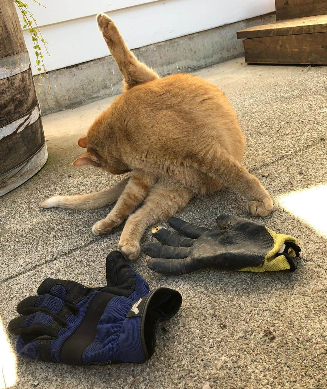 Snorri Sturlusonさんのインスタグラム写真 - (Snorri SturlusonInstagram)「STOLEN: yellow and black gardening glove and brand new Hawk work glove. Look out neighbors! Also lost his collar (again). Any collar recommendations?? #snorrithecat #catburglar #kleptokitty #pnw #spokanedoesntsuck」6月30日 1時04分 - snorrithecat