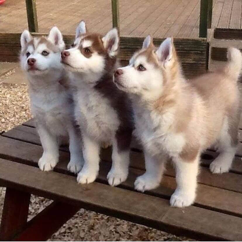 husky and malamuteのインスタグラム：「Enjoy your weekend，guys.🤣🤣」