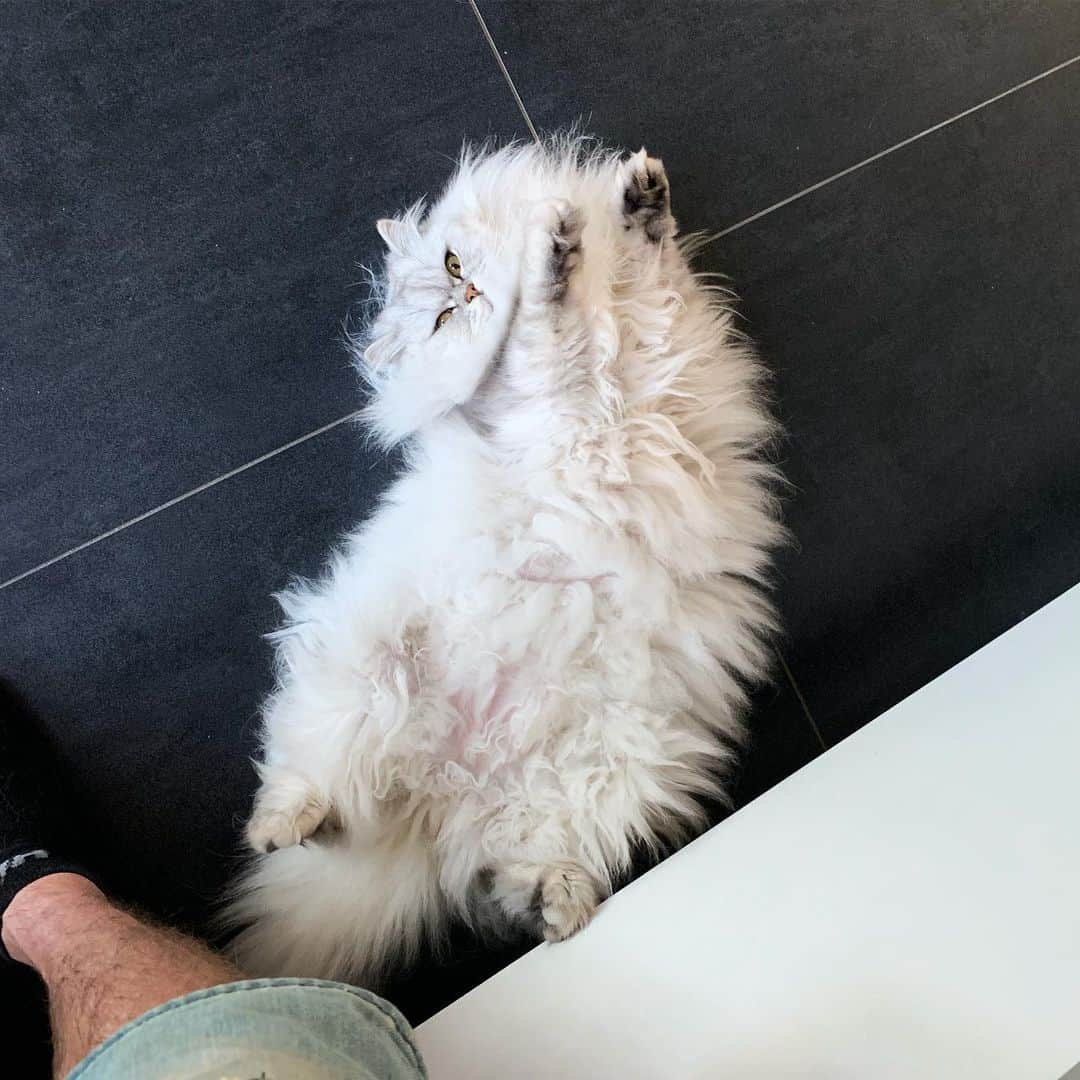 Milkshake the Catのインスタグラム：「What are you waiting for?」