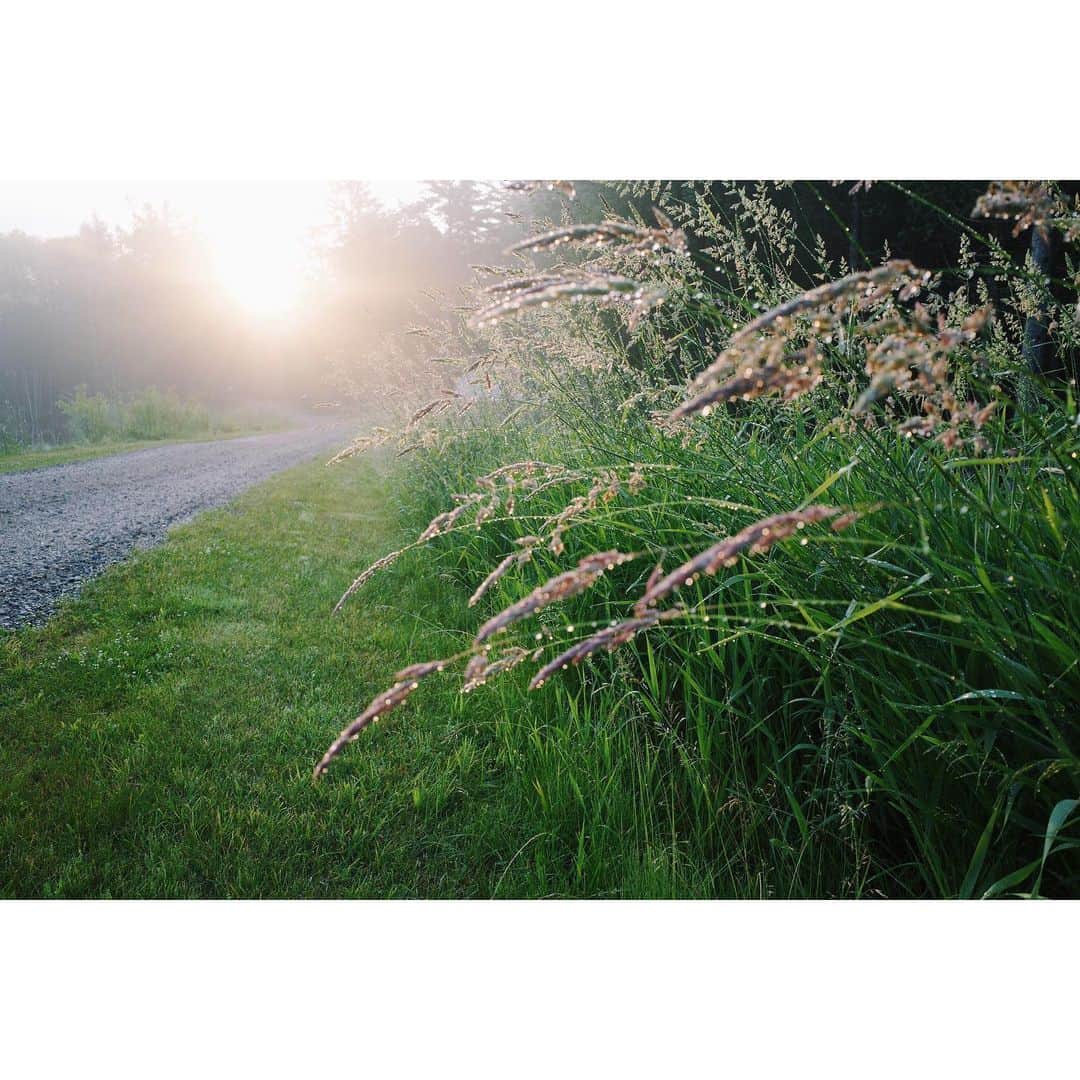 高山都さんのインスタグラム写真 - (高山都Instagram)「野花についた雨露が朝陽に照らされて、キラッキラに輝いていて、心の中で静かに感動した。 撮影中、思わず立ち止まって、シャッター押してた。 そんな、一瞬の風景。 美しいものに沢山出会えたカナダの時間でした。 #frau_canada2019」6月30日 1時56分 - miyare38
