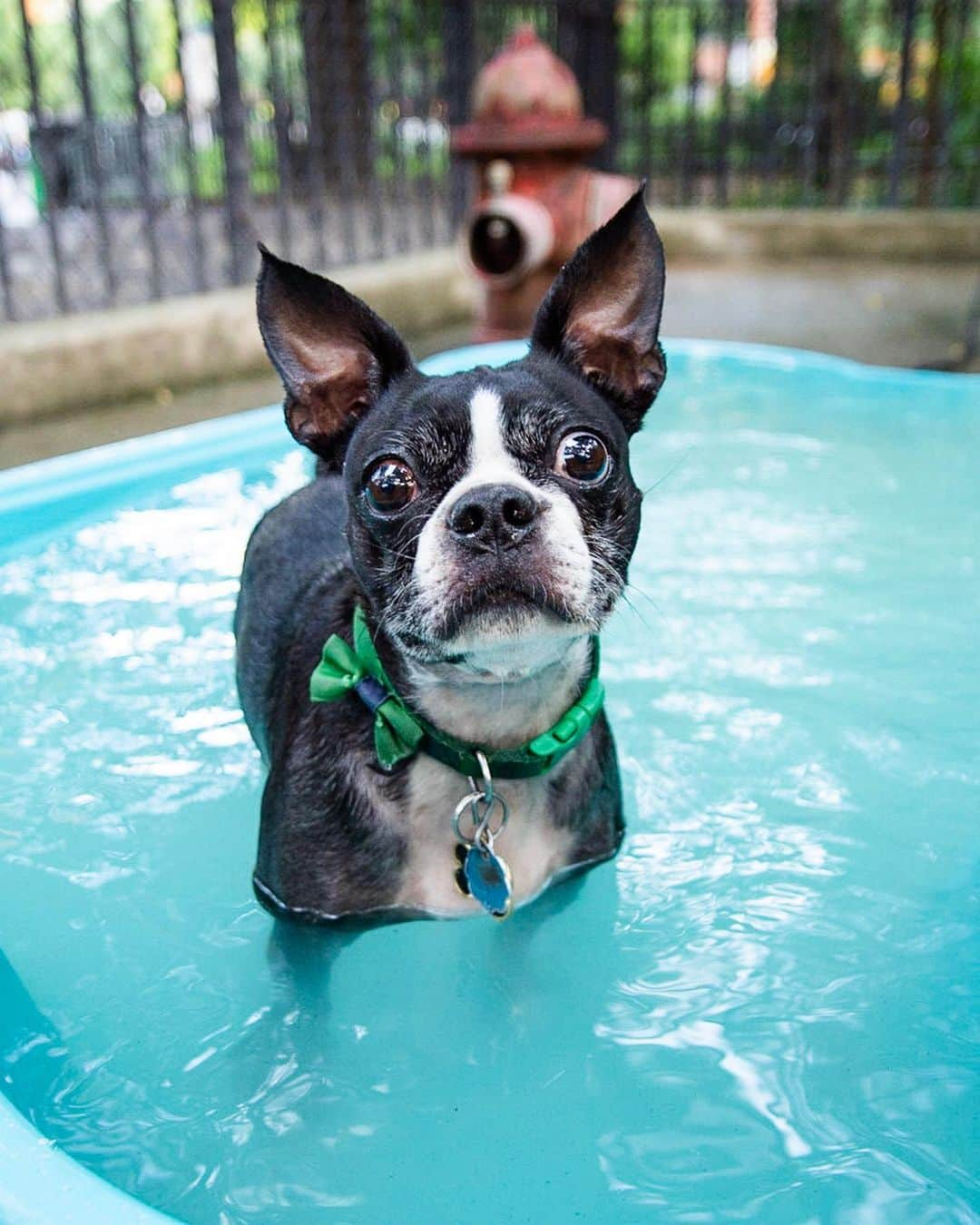 The Dogistさんのインスタグラム写真 - (The DogistInstagram)「Bug, Boston Terrier (7 y/o), Tompkins Square Park, New York, NY • “I trained him to sneeze. I was trying to train him to bark softly, but he sneezed and I just went with it.”」6月30日 2時01分 - thedogist