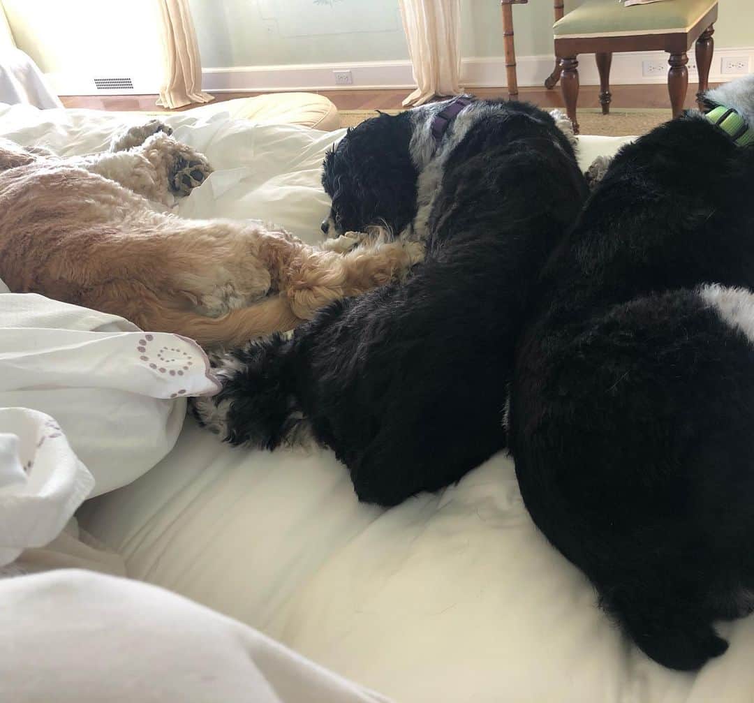 のインスタグラム：「This ever happen to y’all...You start out on one side and get edged out of your own bed. #3dognight 😂」