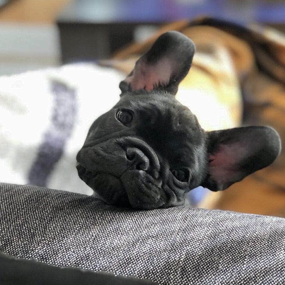 French Bulldogさんのインスタグラム写真 - (French BulldogInstagram)「Resting chin - head tilt 🤗🤗🤗 @fukutaro_feat.blanc_marco . . . . . #frenchie #frenchieoftheday #französischebulldogge#franskbulldog #frenchbull #fransebulldog #frenchbulldog#frenchiepuppy #dog #dogsofinstagram #petstagram#puppy #puppylove #bully #bulldog #bullyinstafeature#bulldogfrances #フレンチブルドッグ #フレンチブルドッグ #フレブル #helthefrenchie #frenchyfanatics #frenchiesgram#frenchbulldogsofinstagram #frenchiesoverload#ilovemyfrenchie #batpig #buhi #squishyfacecrewbulldogs」6月30日 2時49分 - frenchie.world