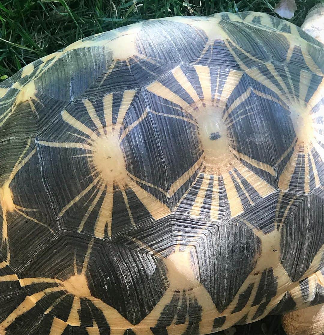 ブルックグレグソンさんのインスタグラム写真 - (ブルックグレグソンInstagram)「Thank you  @carolynglasoebaileyfoundation @sezfreddy  @casafrancese for this amazing experience at The Turtle Conservativory. 🐢🌈💕✨ #turtleconservancy #ojai #carolynglasoebaileyfoundation」6月30日 2時50分 - brookegregson