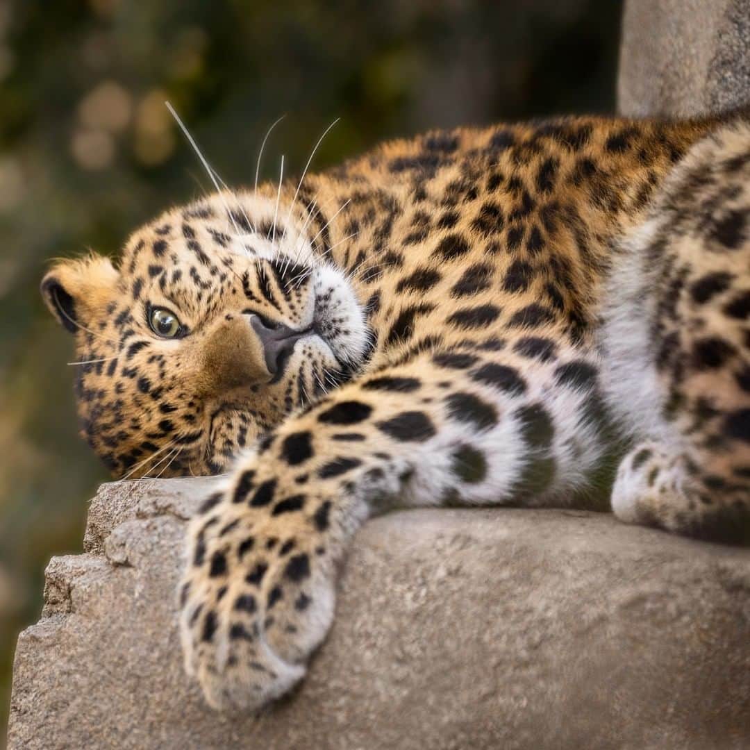 San Diego Zooさんのインスタグラム写真 - (San Diego ZooInstagram)「Just wanted to pull you aside & say Happy #Caturday. The Amur leopard exists on the cusp of extinction—but there's hope. We're working with other zoos to develop a sustainable and genetically diverse population that can contribute to new scientific knowledge and to the survival of the species in restored and protected native habitat. #aDorableDot #AmurLeopard #EndExtinction #SanDiegoZoo #bigcatsofinstagram 📷 Penny Hyde」6月30日 3時06分 - sandiegozoo