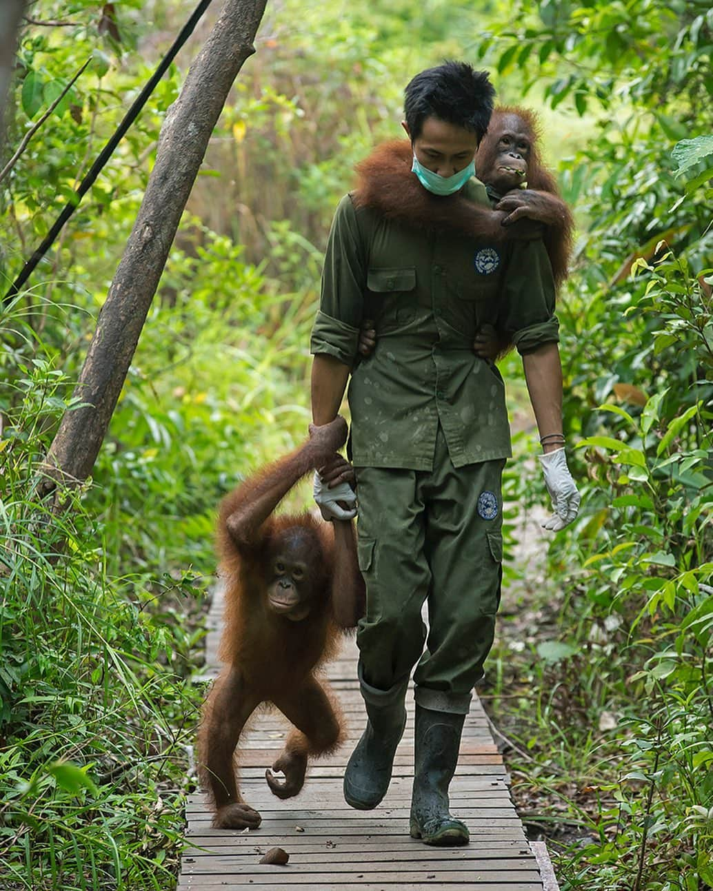 National Geographic Creativeさんのインスタグラム写真 - (National Geographic CreativeInstagram)「Photo by @timlaman | A keeper carries and holds hands with orphan orangutans at Borneo's International Animal Rescue. #Orangutan #WildlifeConservation #Indonesia」6月30日 3時57分 - natgeointhefield