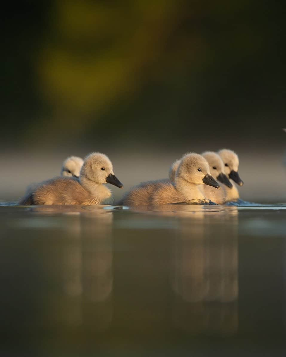 thephotosocietyさんのインスタグラム写真 - (thephotosocietyInstagram)「Photograph by @andyparkinsonphoto/@thephotosociety  Mute swan cygnets – Apologies for the radio silence for the last few days but I‘ve been away at a friends’ wedding. It’s also been a good few days since I last posted an image of my beloved swan cygnets so I thought it best to remedy that as well. Captured several weeks ago now, when they were perhaps just a week or so off the nest I’m posting this image simply because it is unusual for the cygnets to arrange themselves so neatly. Their norm, if and when I am graced with their presence at all, is to at all times all scoot around in random chaotic directions chasing flies or seeking guidance from their parents. The favourite game of the parents meanwhile is to watch their cygnets closely, paying close attention to when the cygnets are about to do something interesting, perhaps stand up and shake, perhaps form a nice neat line and when they see them do this the adults then likes to glide right in front of me!! 😃I’ve lost count of the number of times that I press the shutter, only for the resulting image to be nothing more than a blurred sea of white!! Fortunately on this occasion the parents were not on their game and I was able to capture a single frame before their gargantuan carcass sloped across in front of me and robbed me of another award winner! 😃 All joking aside frustration is simply part of the game in my business and I’ve long since stopped being irritated by lost images. Much easier for me to remember the astonishing amount of times that I’ve been lucky (see every image that I’ve ever taken!) and to instead be motivated by lost moments to either allow image ideas to develop and grow or to focus my attention on trying to capture it the next time, or the next, or the next…..」6月30日 4時40分 - thephotosociety