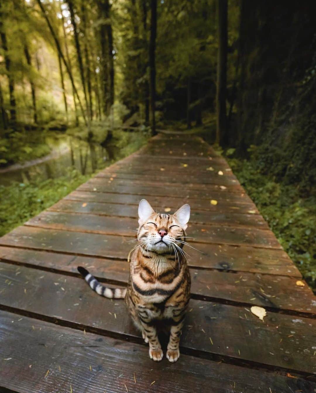 Canon Photographyさんのインスタグラム写真 - (Canon PhotographyInstagram)「Sometimes it’s time to sit back and relax. Happy Sunday to you all! We hope you’ll have a great day.  Photography | @sukiicat  #catsofinstagram #cats #pet #cute #walkway #relax #chill」6月30日 5時49分 - cpcollectives