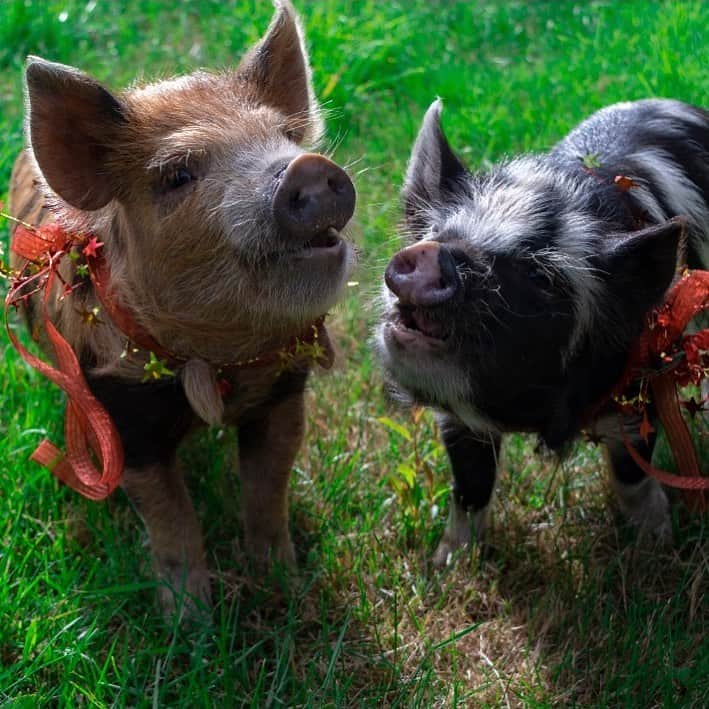 クリス・プラットのインスタグラム：「Thank you Katherine for my new pet Kune-Kune pigs!!! Best birthday present ever!! We named them Tim and Faith because they’re beautiful and their love is palpable and inspiring. I love them and can’t wait to watch them grow. And no they will not be bacon! They are the newest members of the Friendly Kingdom, select animals including sheep, goats, and pigs who we’ve pardoned. They will spend their entire lives thriving at the farm, until they pass naturally many, many years from now.  Historically our relationship with animals has taught us so many valuable life lessons- ranging from the harsh realities of the cycle of life to the rewards of compassion, stewardship, love and care. #godbless #friendlykingdom #farmlife」