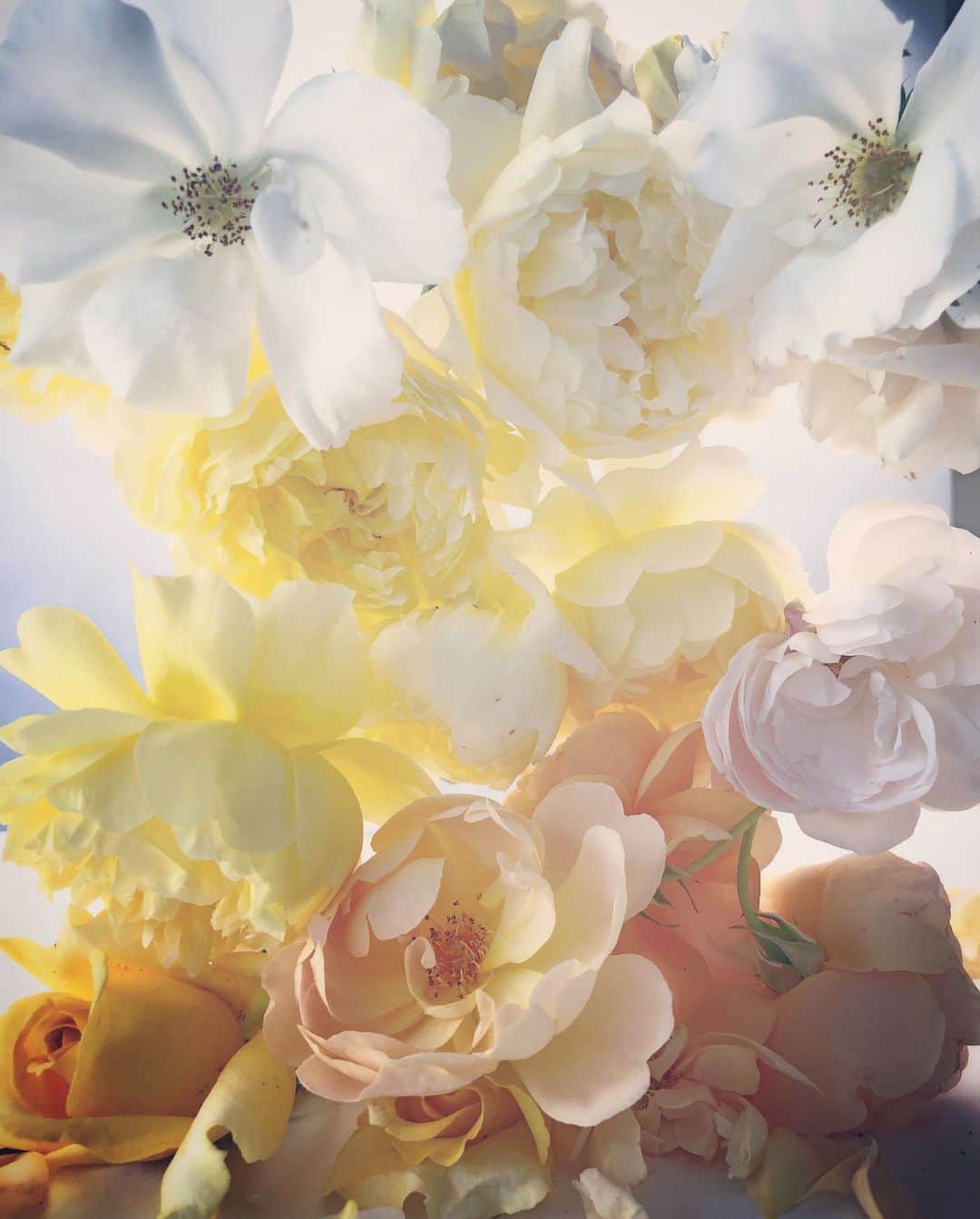 ニック・ナイトさんのインスタグラム写真 - (ニック・ナイトInstagram)「Roses from my garden. Saturday 29th of June 2019.」6月30日 6時35分 - nick_knight