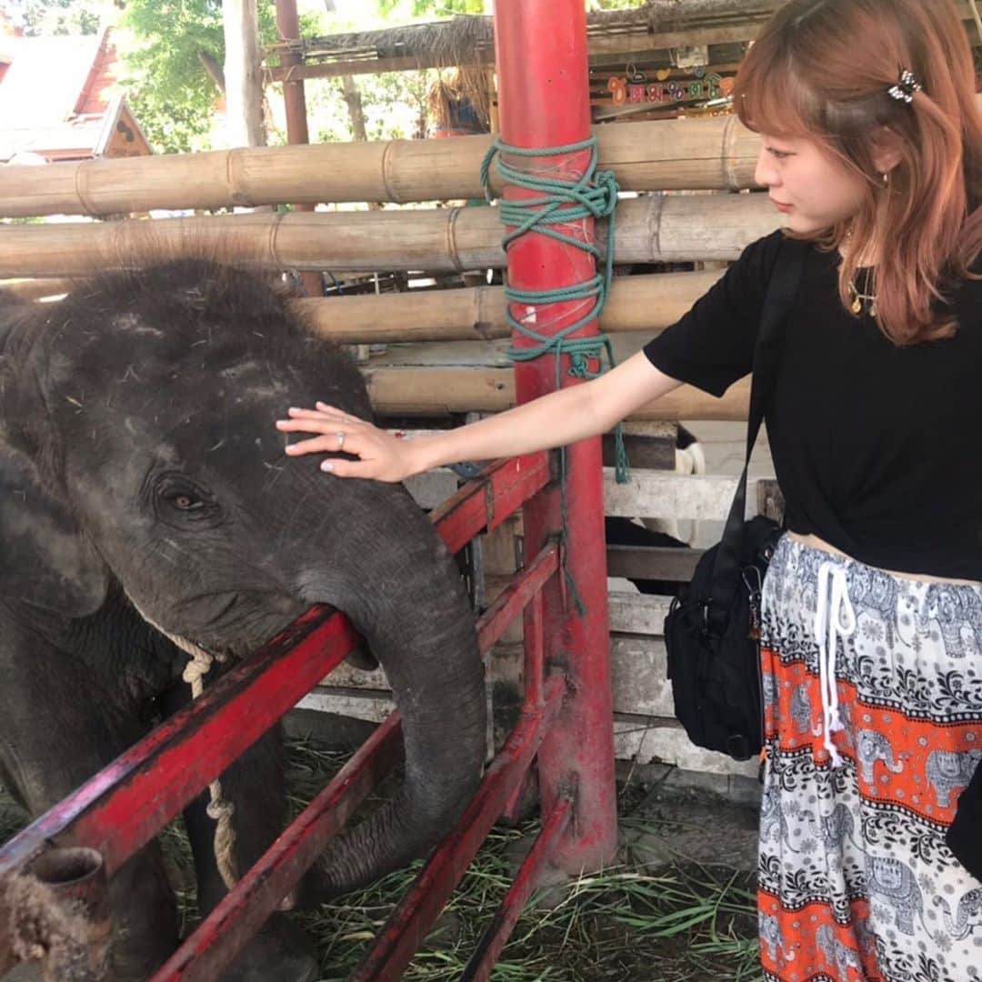 吉田菫さんのインスタグラム写真 - (吉田菫Instagram)「【 タイ🇹🇭③】 . トラと象さんに触った🐯🐘 そして象さんに乗った！ すごくすごく可愛くて、優しかった😌 . 正直、少し心が痛くなったりもしたのだけど。。 この子達が、幸せに、沢山ご飯を食べて、楽しいと思える時間があるように祈る✝️ いっぱい喋りかけて 頑張ってね、ありがとうねって 言ってきた😌👏🏻 すごく優しくて可愛かった！ . #すぅ旅 #タイ #thailand」6月30日 16時28分 - sumiredooon1228