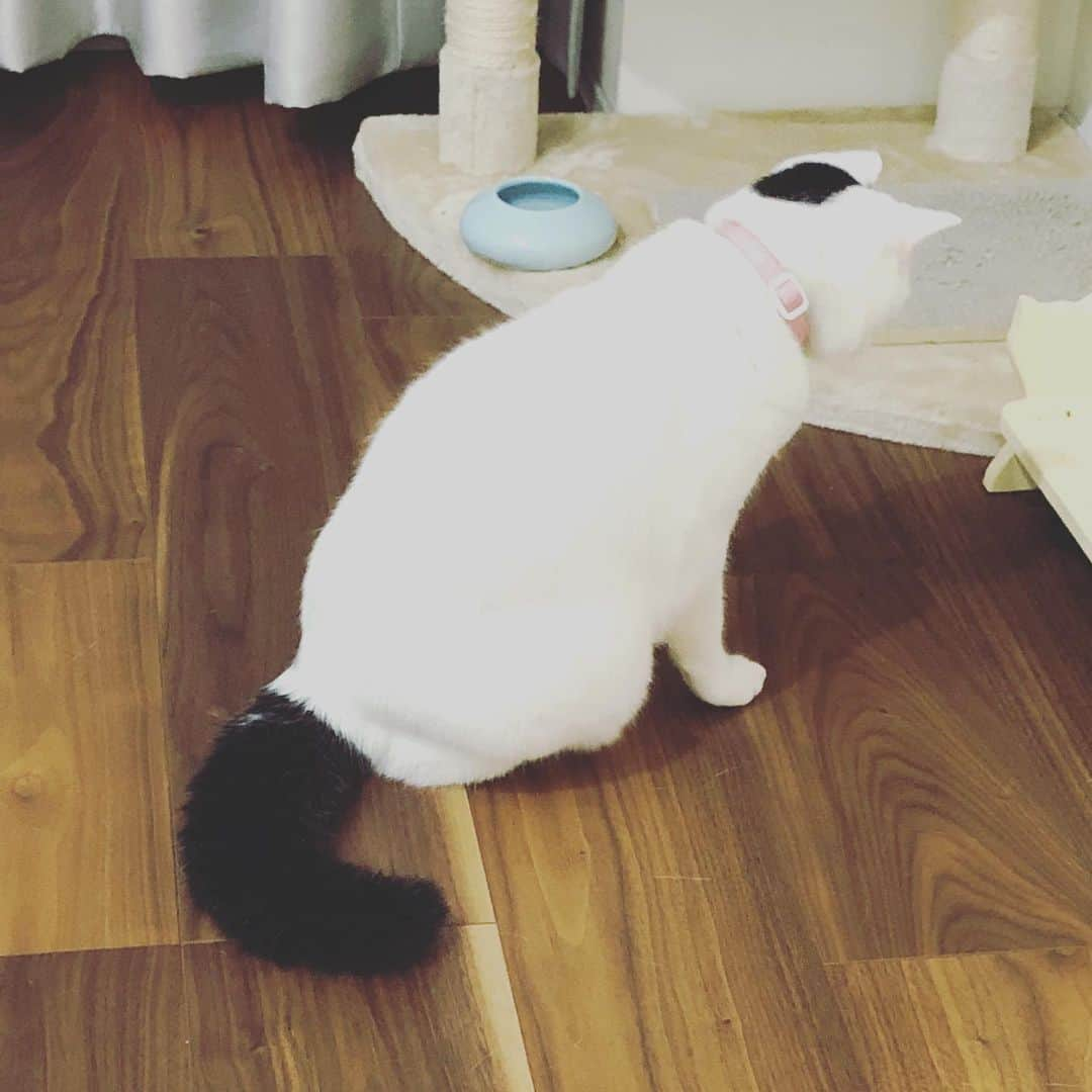 Siznaさんのインスタグラム写真 - (SiznaInstagram)「#dura #cat #づら #猫 #sizna #雑種 #元地域猫 #ヅラ #ヅラ猫 #ヅラ猫部 #にゃんスタグラム #猫変態を増やそうの会 #しっぽたぬき」6月30日 17時04分 - dura0227