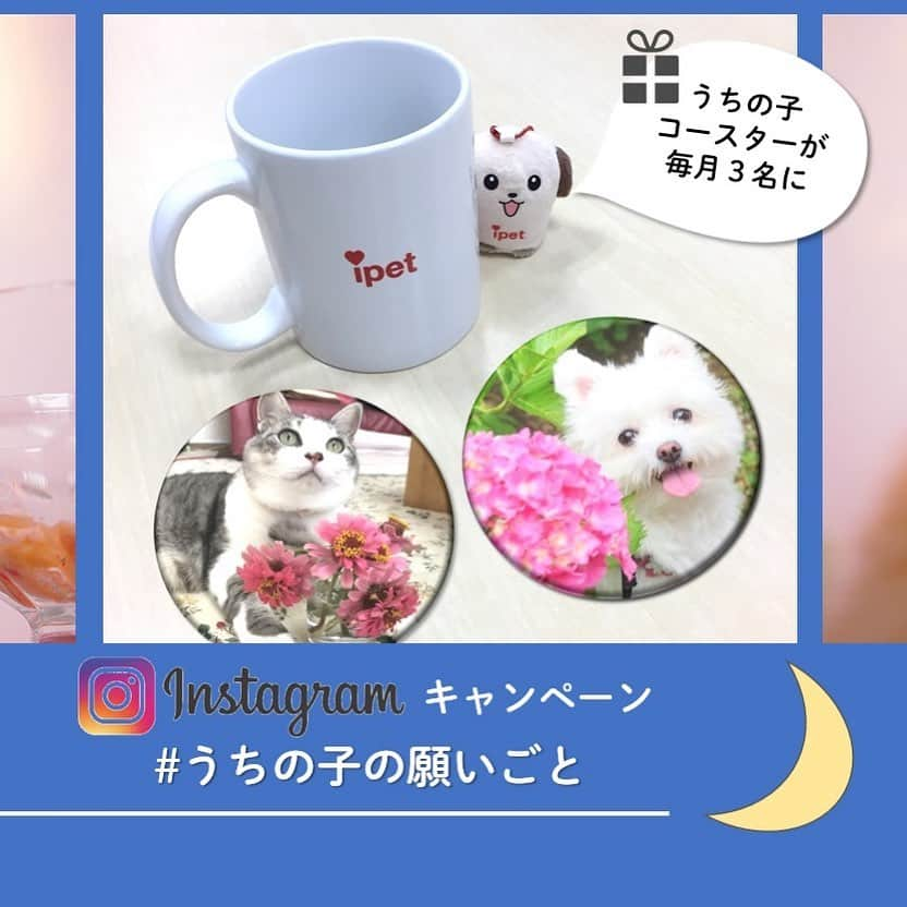 アイペット ペットスナップキャンペーンのインスタグラム