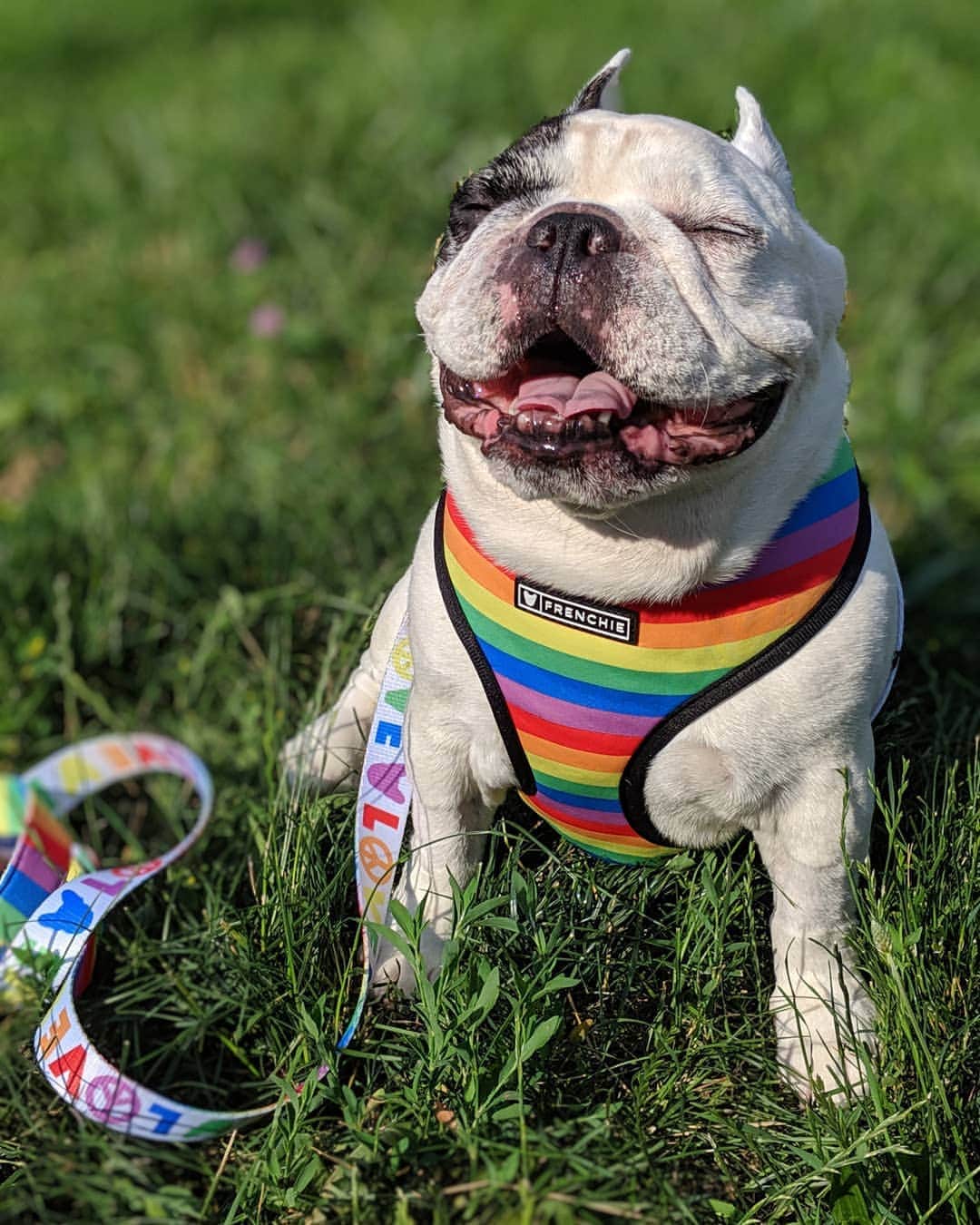 Manny The Frenchieのインスタグラム：「Forever spreading love and smiles!❤️🧡💚💛💙💜😃 @frenchie_bulldog」