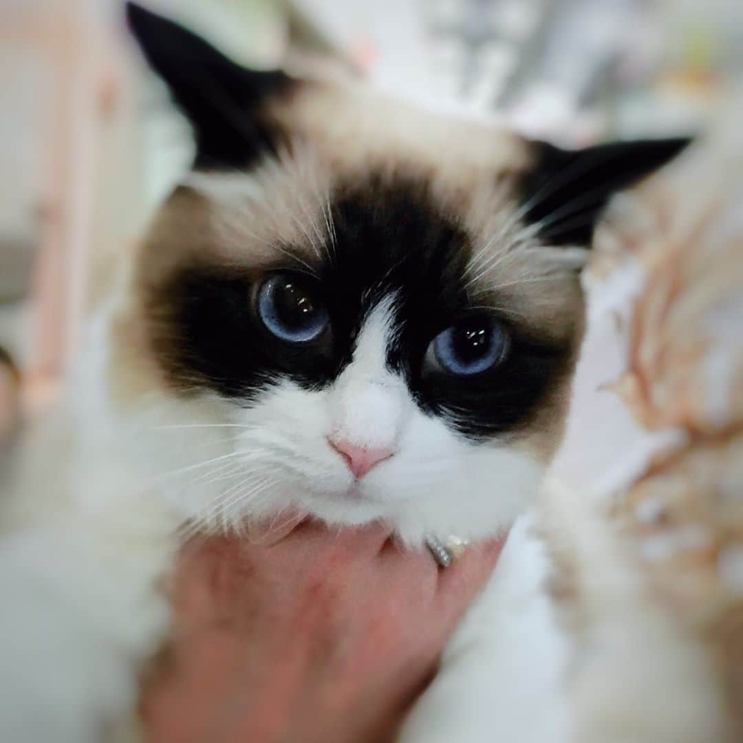 川崎麻世さんのインスタグラム写真 - (川崎麻世Instagram)「これはずるい💦🐈 可愛すぎる❣️ なんだその綺麗な瞳は？ ロケの途中触らせてもらった。プロデューサーが猫と喋っている時の俺の声のトーンが違うと言った💦バレたか🤣」6月30日 8時58分 - mayokawasaki
