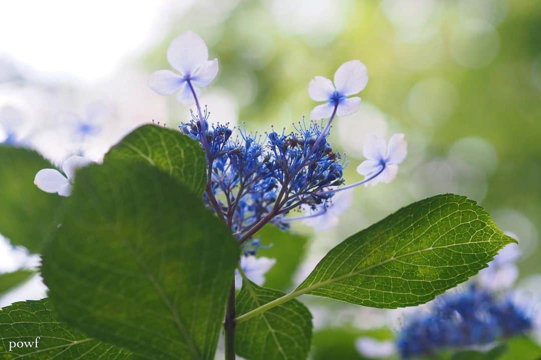 anemone_69のインスタグラム：「. #ガクアジサイ #額紫陽花 #hydrangea #アジサイ #あじさい #紫陽花 . . .」