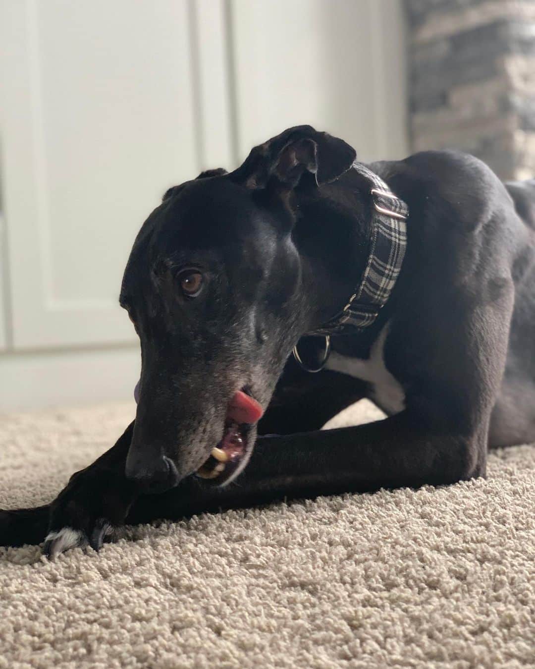 ジャスティン・ヒルズのインスタグラム：「Happy 6th birthday sweet boy. #greyhoundsofinstagram #greyhound #retiredracer」