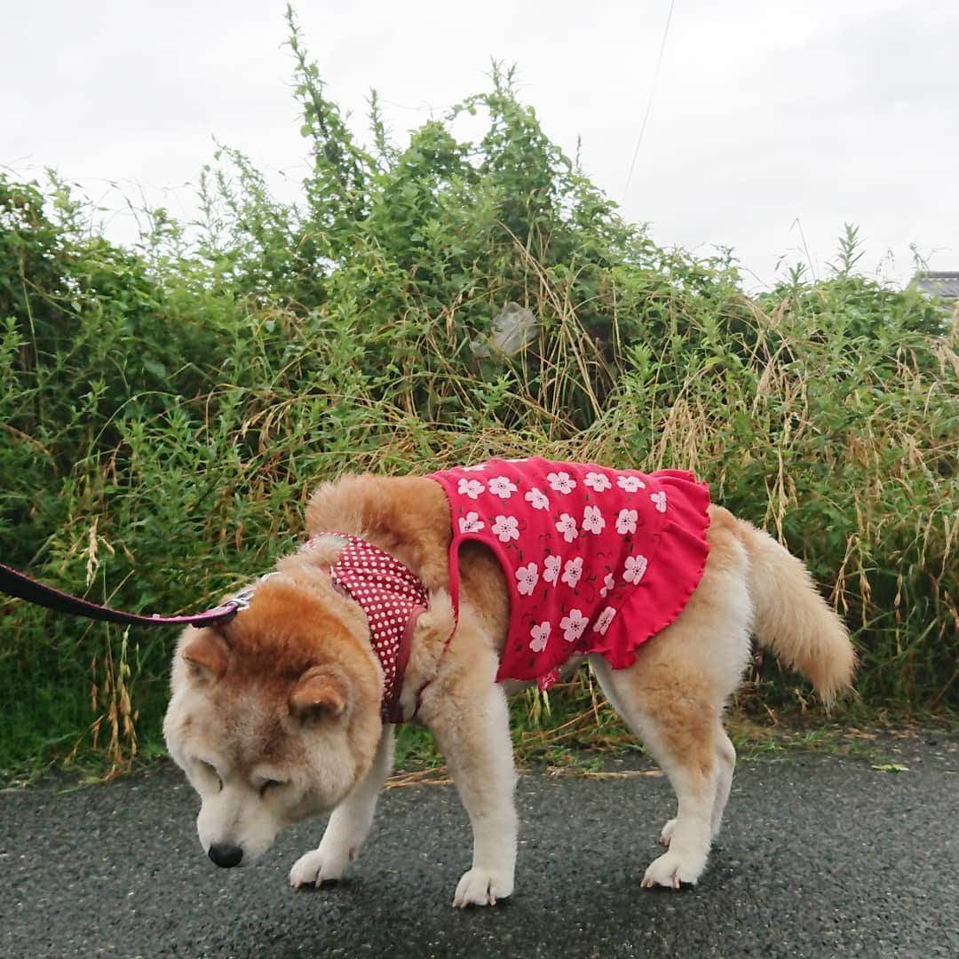 柴子さんのインスタグラム写真 - (柴子Instagram)「おはようございます。 ちょうど雨が止んだので朝散歩へ。 陽は出てないけど蒸すねぇ(^_^;) #柴犬　#shibainu #shibastagram」6月30日 9時28分 - senogawadogs