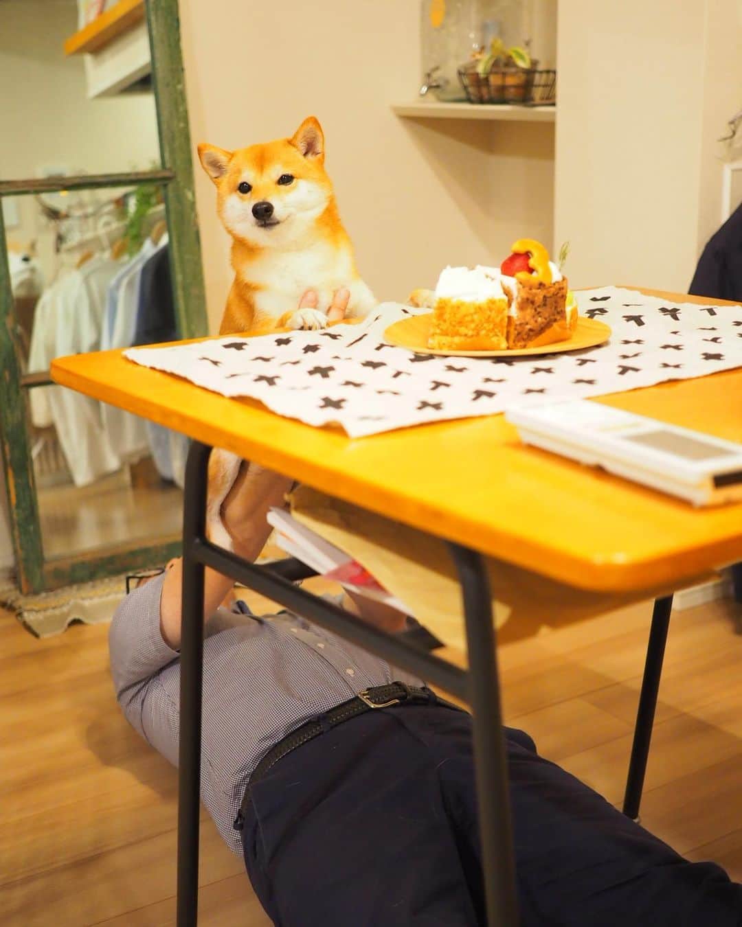 豆柴にこちゃんさんのインスタグラム写真 - (豆柴にこちゃんInstagram)「🐶🎂👱‍♂️退院５日目 おはよー にことパパの誕生日ケーキ。 にこ3歳、パパ43歳の「3」入り☺️ ※人間がおいしく頂きました😋 . 今年はにこも食が細いし、 パパも仕事で帰り遅いし 来週は私出張だしで これといった誕生日祝いできずなので せめてケーキだけでも🍰 . それに先月、豆ちゃんぽっちゃんが お祝いしてくれたから それが良い思い出に😍🎁 最後の3枚はその時の。 . 4枚目は恒例の撮影の裏側。 . #柴犬#豆柴#pecoいぬ部#犬#わんこ#犬#ここ柴部#shibainu#dog#mameshiba#pecotv#dog#いぬのきもち部#しばいぬ#しばけん#こいぬ#シバイヌ#いぬ#イヌ#赤柴#マメシバ#ペット#日本犬#子犬#puppy#doggo#pet#시바견#강아지#개」6月30日 9時30分 - nikochan.mame48
