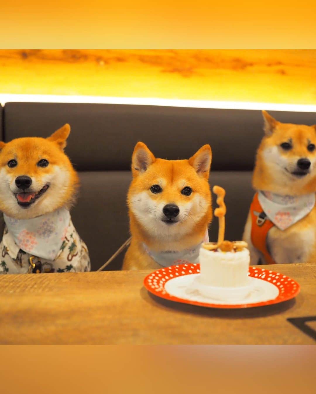 豆柴にこちゃんさんのインスタグラム写真 - (豆柴にこちゃんInstagram)「🐶🎂👱‍♂️退院５日目 おはよー にことパパの誕生日ケーキ。 にこ3歳、パパ43歳の「3」入り☺️ ※人間がおいしく頂きました😋 . 今年はにこも食が細いし、 パパも仕事で帰り遅いし 来週は私出張だしで これといった誕生日祝いできずなので せめてケーキだけでも🍰 . それに先月、豆ちゃんぽっちゃんが お祝いしてくれたから それが良い思い出に😍🎁 最後の3枚はその時の。 . 4枚目は恒例の撮影の裏側。 . #柴犬#豆柴#pecoいぬ部#犬#わんこ#犬#ここ柴部#shibainu#dog#mameshiba#pecotv#dog#いぬのきもち部#しばいぬ#しばけん#こいぬ#シバイヌ#いぬ#イヌ#赤柴#マメシバ#ペット#日本犬#子犬#puppy#doggo#pet#시바견#강아지#개」6月30日 9時30分 - nikochan.mame48