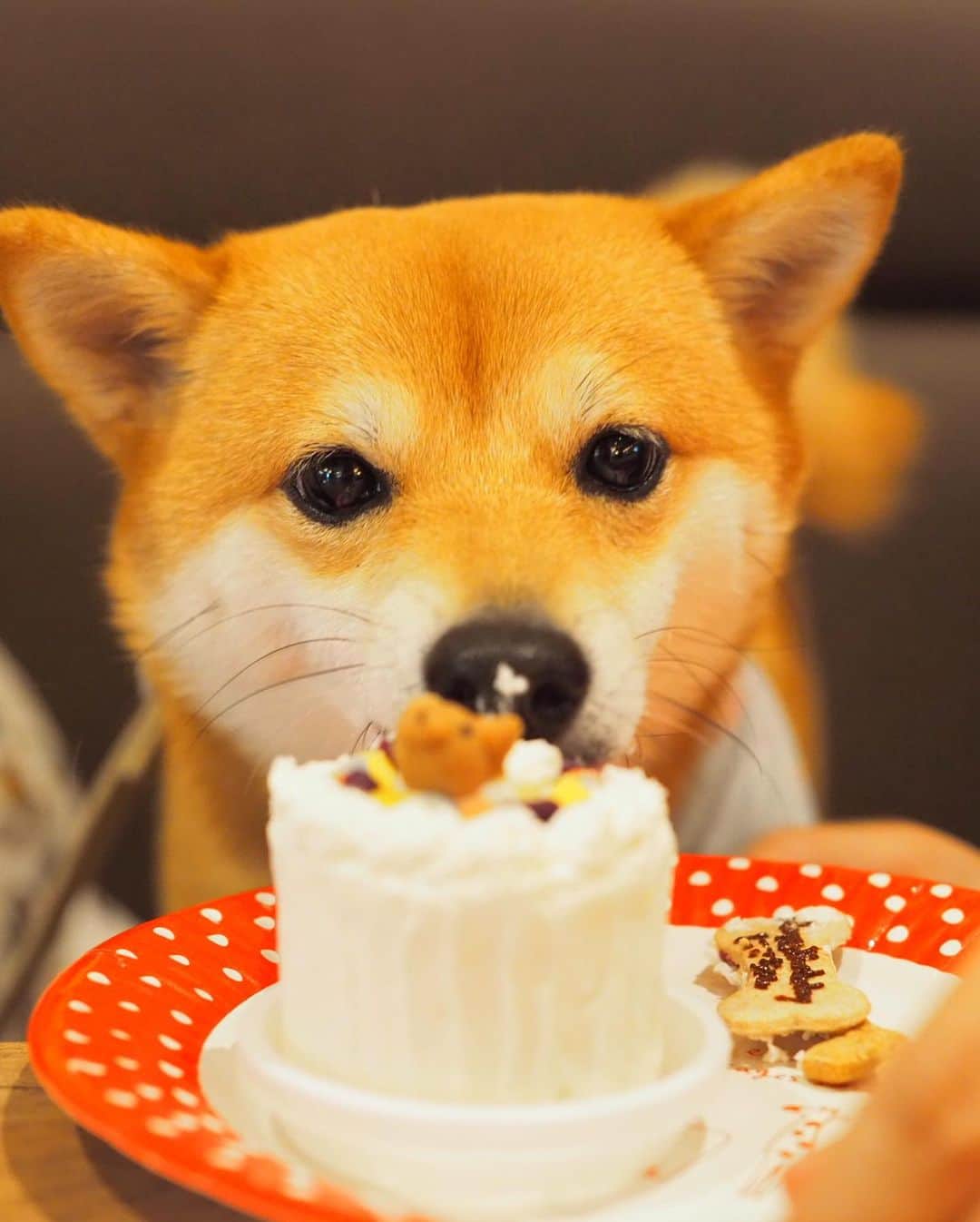 豆柴にこちゃんさんのインスタグラム写真 - (豆柴にこちゃんInstagram)「🐶🎂👱‍♂️退院５日目 おはよー にことパパの誕生日ケーキ。 にこ3歳、パパ43歳の「3」入り☺️ ※人間がおいしく頂きました😋 . 今年はにこも食が細いし、 パパも仕事で帰り遅いし 来週は私出張だしで これといった誕生日祝いできずなので せめてケーキだけでも🍰 . それに先月、豆ちゃんぽっちゃんが お祝いしてくれたから それが良い思い出に😍🎁 最後の3枚はその時の。 . 4枚目は恒例の撮影の裏側。 . #柴犬#豆柴#pecoいぬ部#犬#わんこ#犬#ここ柴部#shibainu#dog#mameshiba#pecotv#dog#いぬのきもち部#しばいぬ#しばけん#こいぬ#シバイヌ#いぬ#イヌ#赤柴#マメシバ#ペット#日本犬#子犬#puppy#doggo#pet#시바견#강아지#개」6月30日 9時30分 - nikochan.mame48