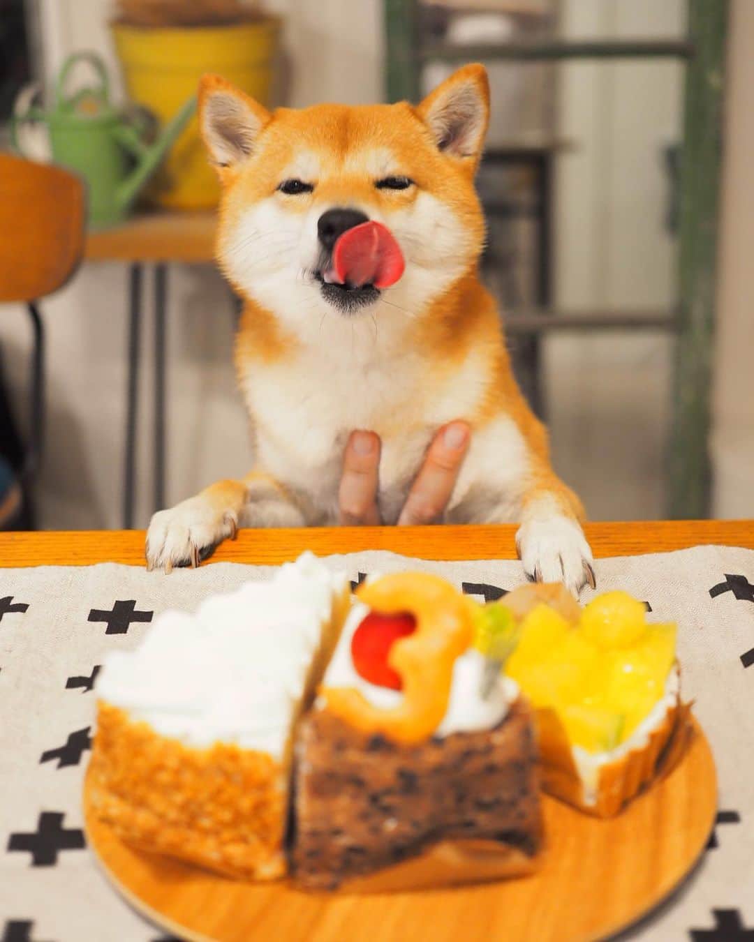 豆柴にこちゃんさんのインスタグラム写真 - (豆柴にこちゃんInstagram)「🐶🎂👱‍♂️退院５日目 おはよー にことパパの誕生日ケーキ。 にこ3歳、パパ43歳の「3」入り☺️ ※人間がおいしく頂きました😋 . 今年はにこも食が細いし、 パパも仕事で帰り遅いし 来週は私出張だしで これといった誕生日祝いできずなので せめてケーキだけでも🍰 . それに先月、豆ちゃんぽっちゃんが お祝いしてくれたから それが良い思い出に😍🎁 最後の3枚はその時の。 . 4枚目は恒例の撮影の裏側。 . #柴犬#豆柴#pecoいぬ部#犬#わんこ#犬#ここ柴部#shibainu#dog#mameshiba#pecotv#dog#いぬのきもち部#しばいぬ#しばけん#こいぬ#シバイヌ#いぬ#イヌ#赤柴#マメシバ#ペット#日本犬#子犬#puppy#doggo#pet#시바견#강아지#개」6月30日 9時30分 - nikochan.mame48