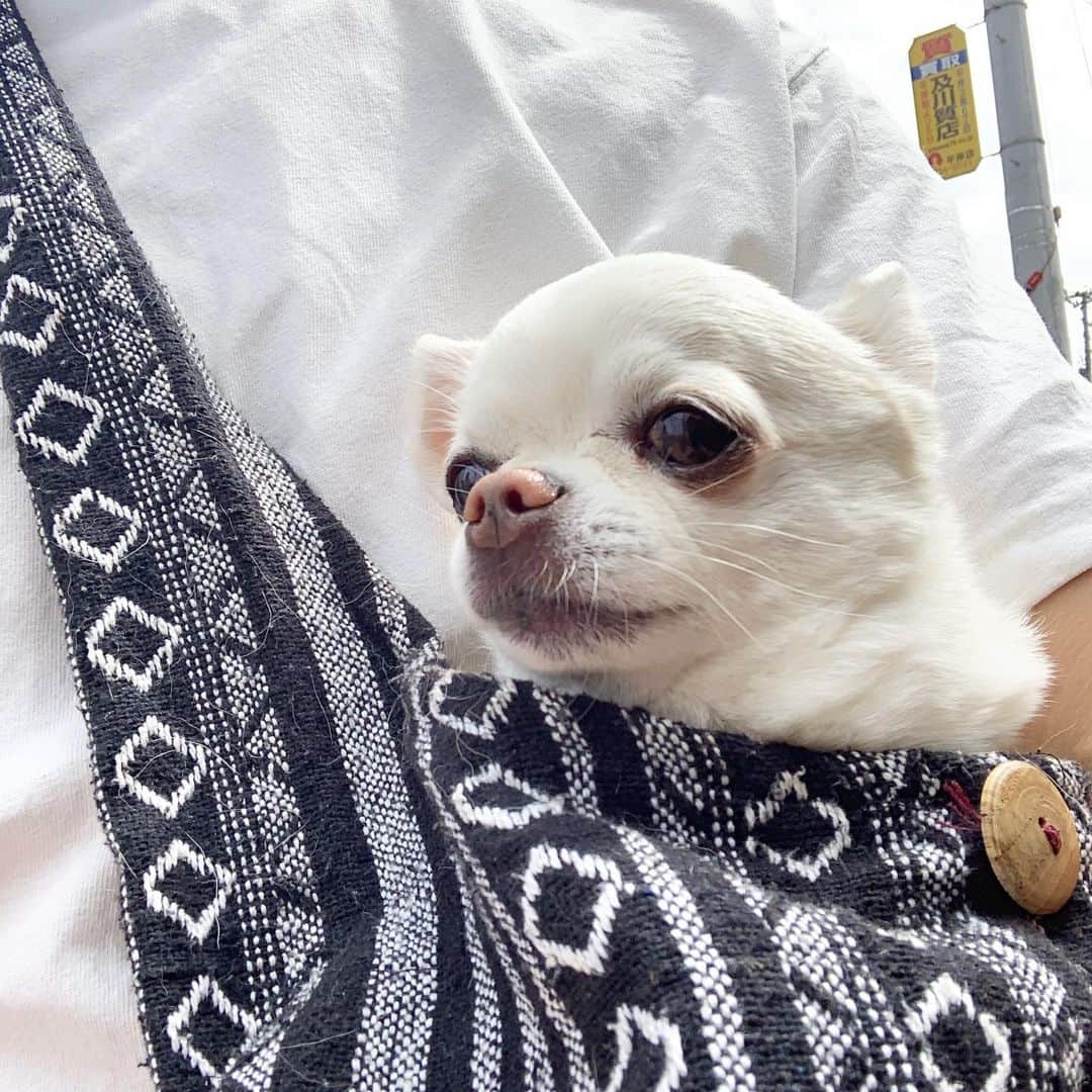KORIKIのインスタグラム：「おはようございます♪ * #dogofsapporo #dog, #dogs, #dogstagram,#chihuahua,#犬バカ部,#チワワ,#koriki, #hanadog #白スムチ連合会, #スムチー,  #dogofthedayjp, #dogoftheday  #ilovemydog #instadog #instapet #WhiteChihuahua  #吉娃娃 #치와와  #dogsofinstagram #Chihuahualover  #チワワの輪 #barkbox #WhiteChihuahuaParty #もふもふモフモフ」