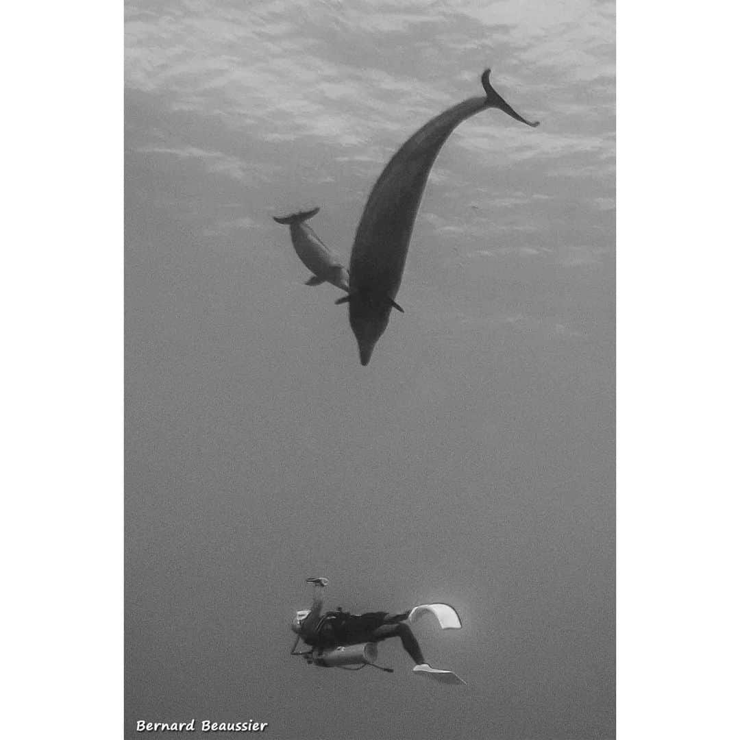 若森さちこさんのインスタグラム写真 - (若森さちこInstagram)「photo by Bernard Beaussier  @tropicalens  #diving #dolphins #uwphoto #underwaterworld #padi #ilovedolphins」6月30日 9時32分 - pistachico