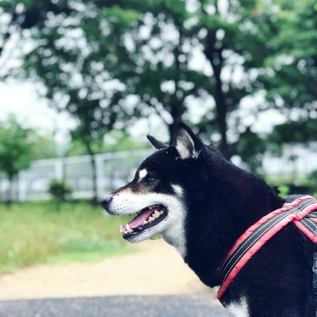 小川博永さんのインスタグラム写真 - (小川博永Instagram)「今日も梅雨空。  #今朝まる #ししまる #dog #dogs #柴犬 #黒柴」6月30日 9時35分 - ogawahironaga