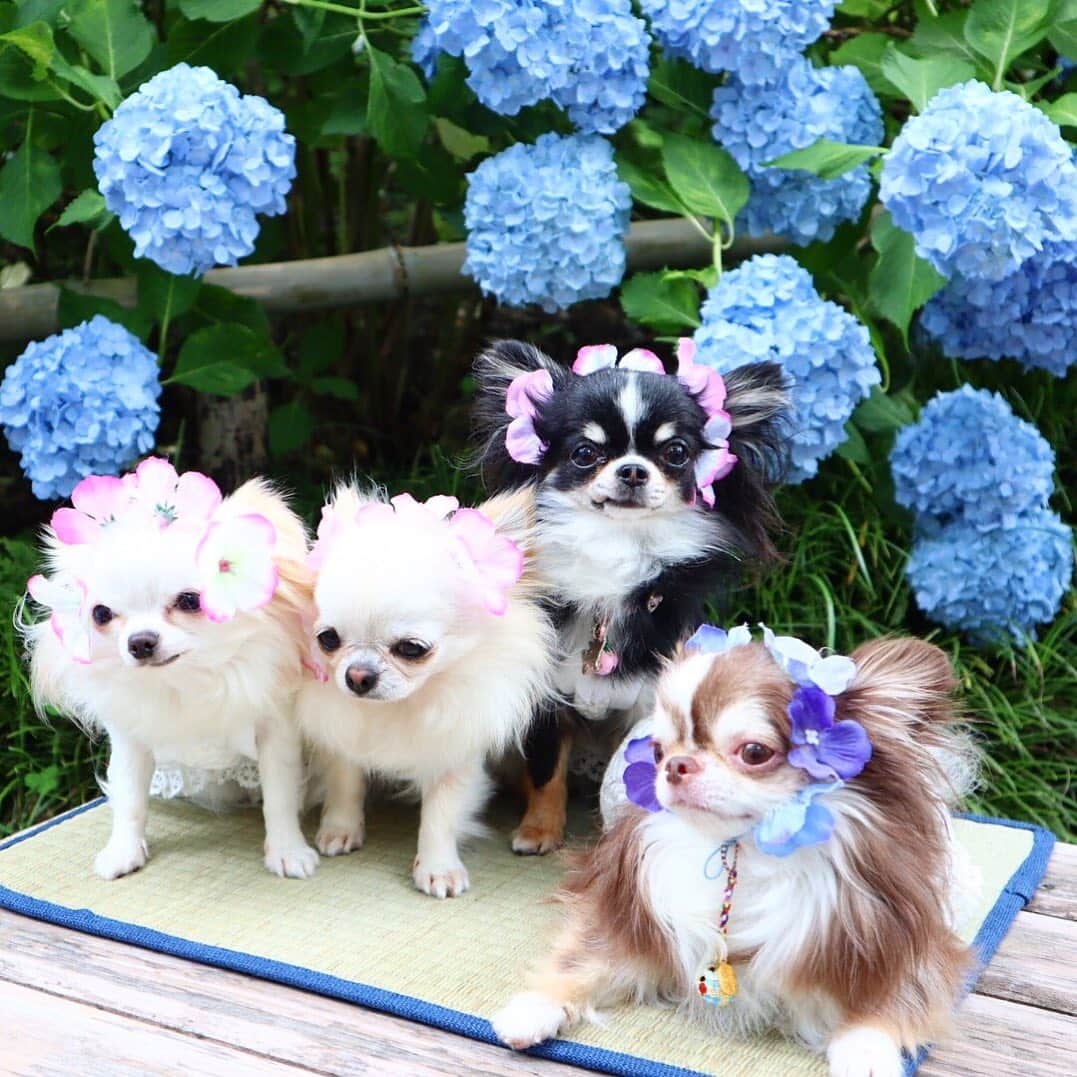 kayoのインスタグラム：「* * 可愛い紫陽花の妖精？🧚‍♀️🧚‍♀️🧚‍♂️🧚‍♂️✨✨✨✨ * * ちゅちゅ💗ぴよぴよ💗うららん💗らいちん * * #紫陽花 #chihuahua#chihuahualove#dogstgram#dog#instadog#チワワ#チワワ大好き * *」