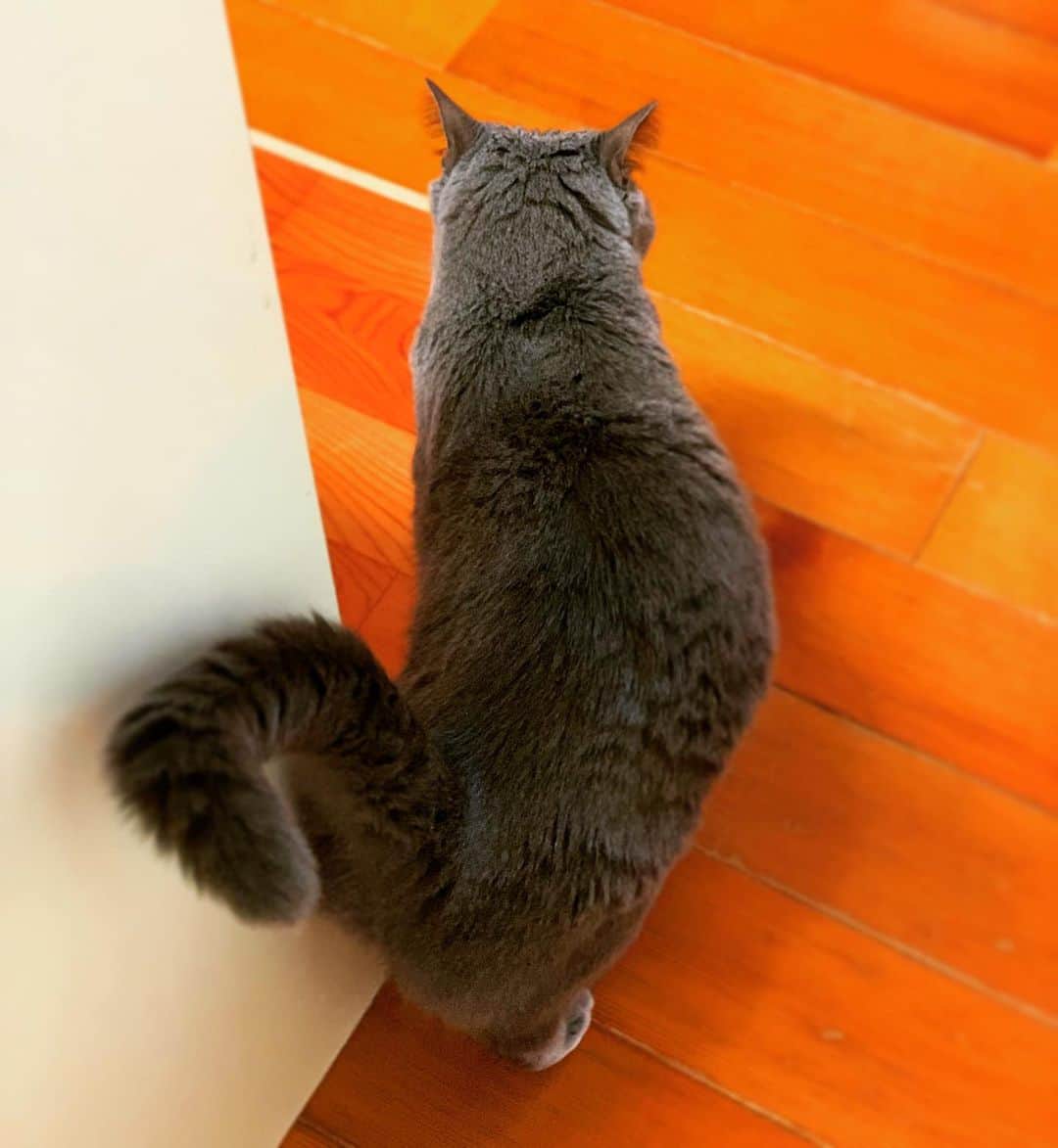 チキン南蛮カレーのルウ王子のグルメインスタ